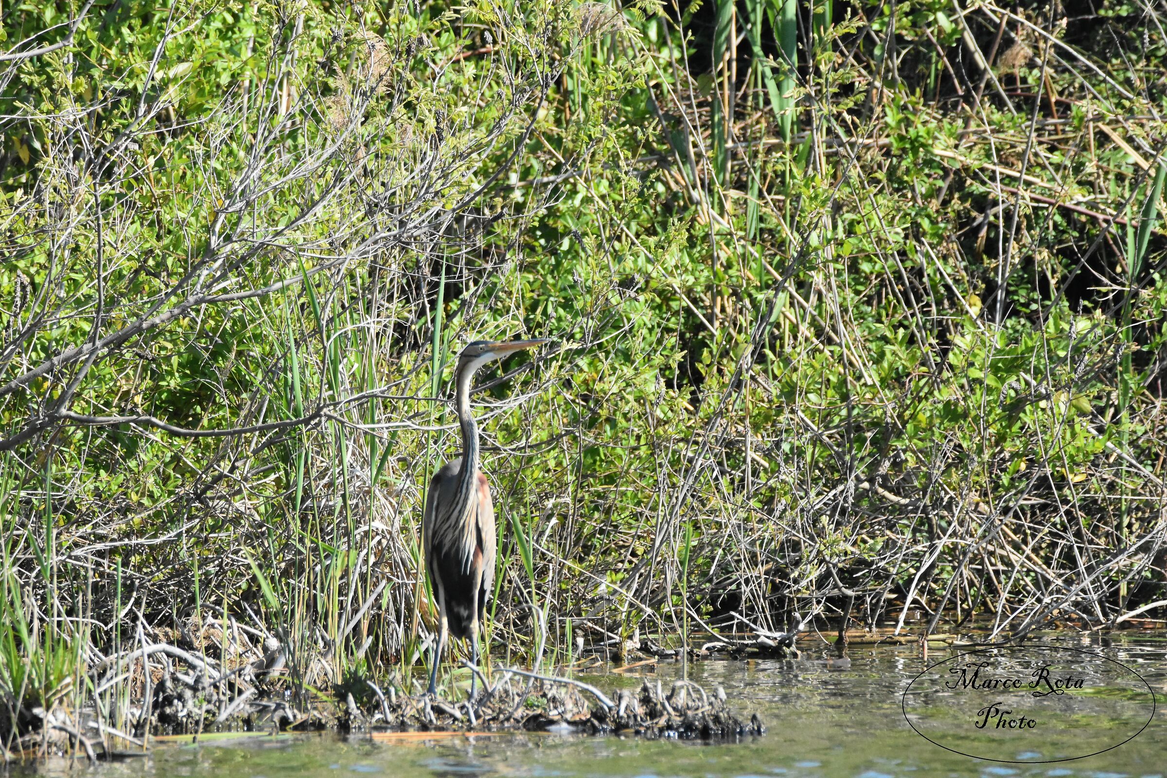 Red Heron at Peat Boers