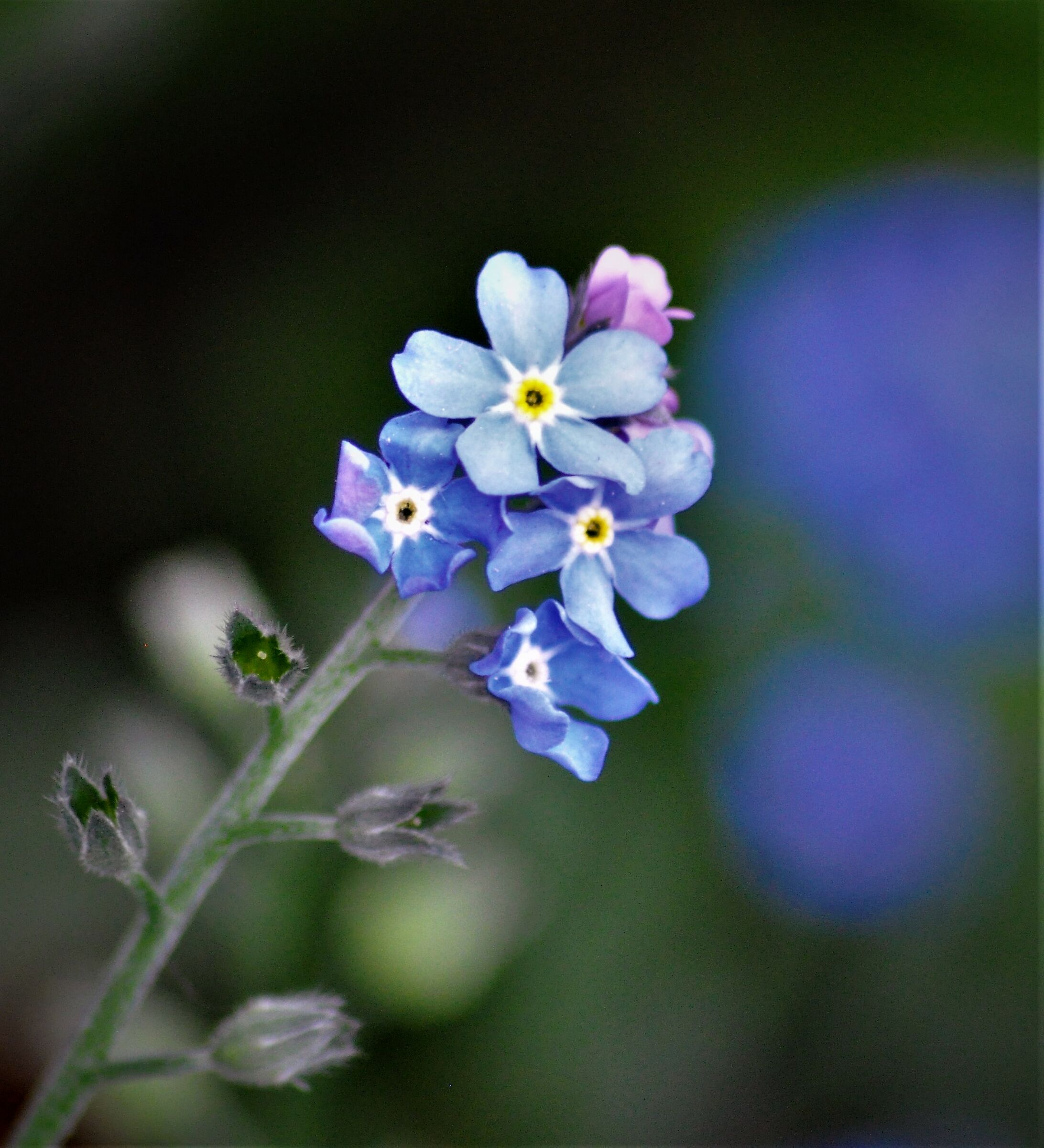 ..myosotis...