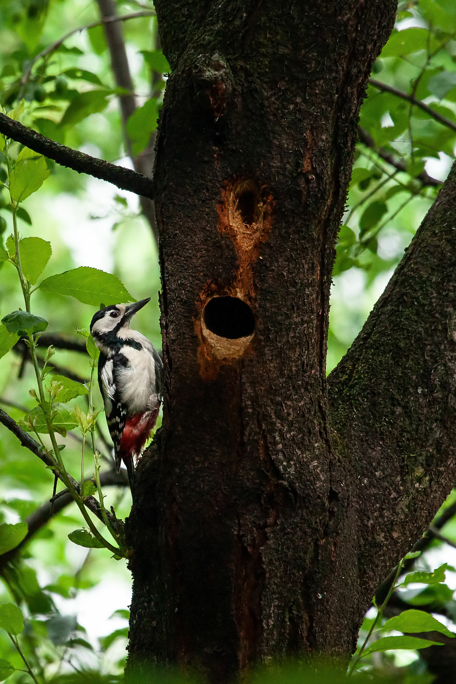 Senior Red Woodpeckers