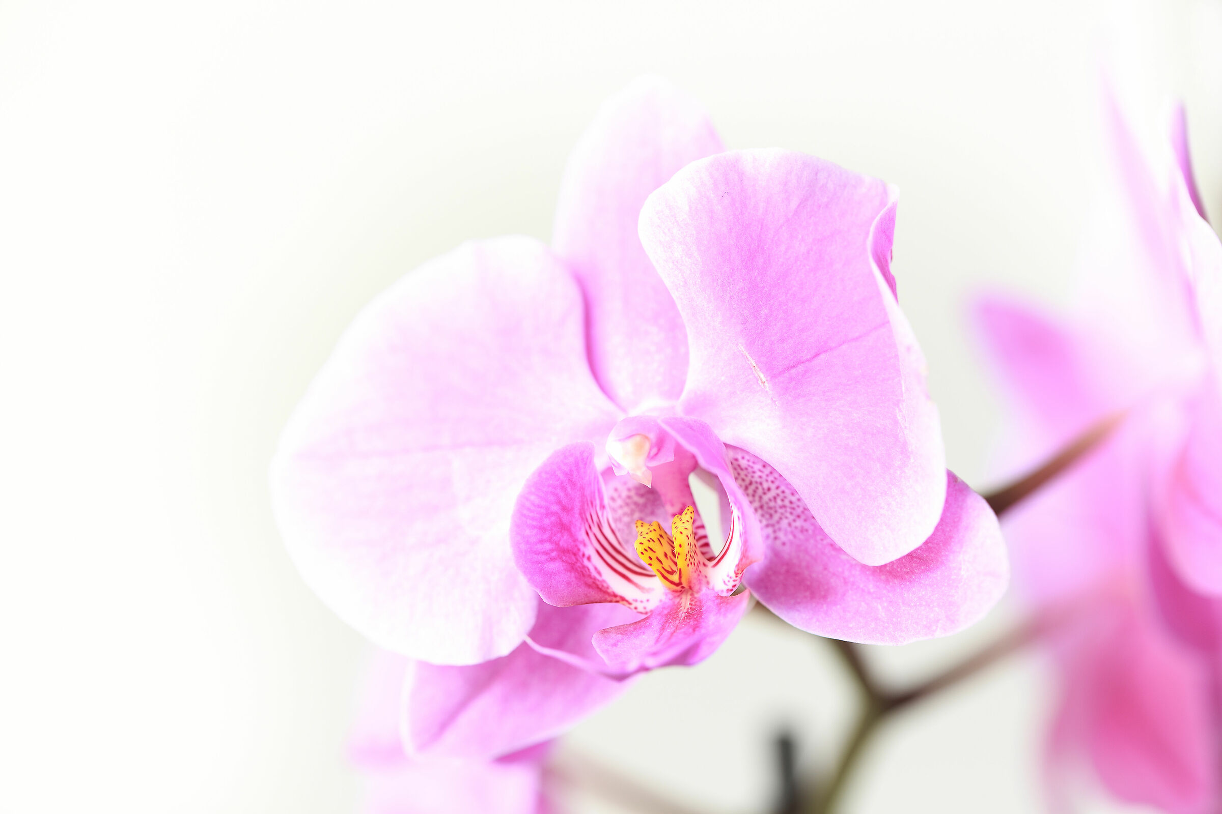 Orchid in High Key