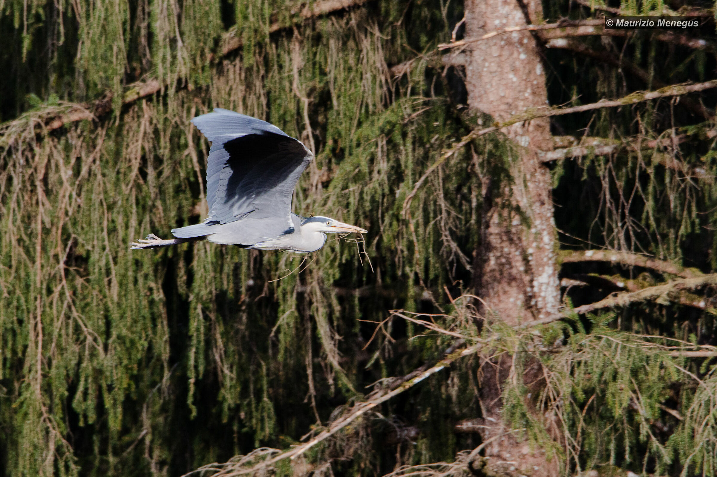 Grey Heron