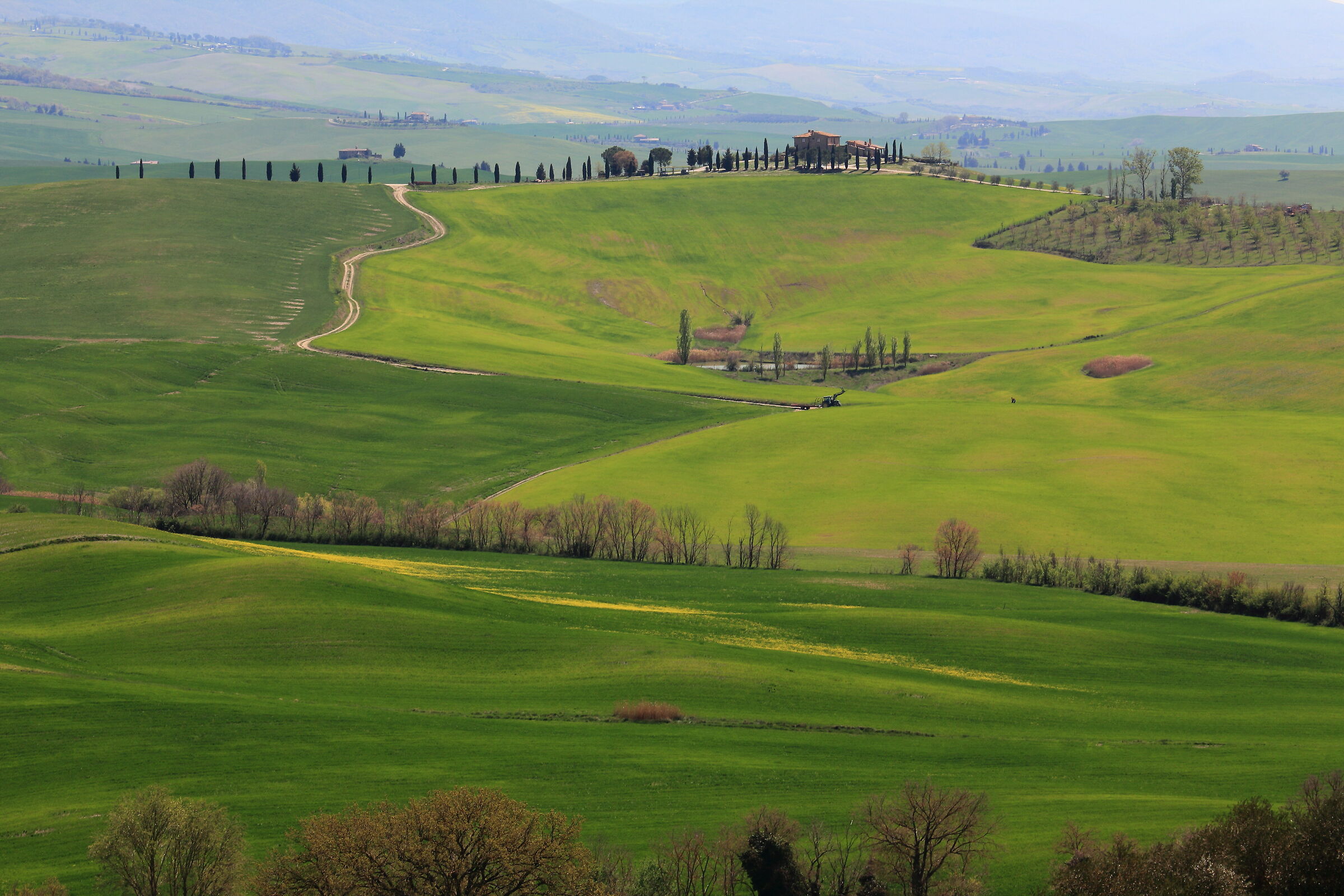The road that leads to cypress trees