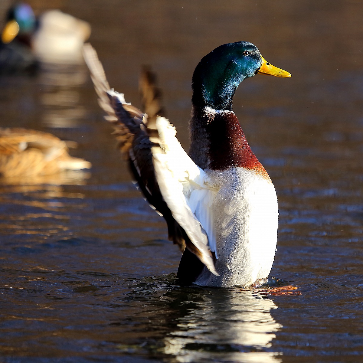 Drake at the Bruchsee, Heppenheim, Germany