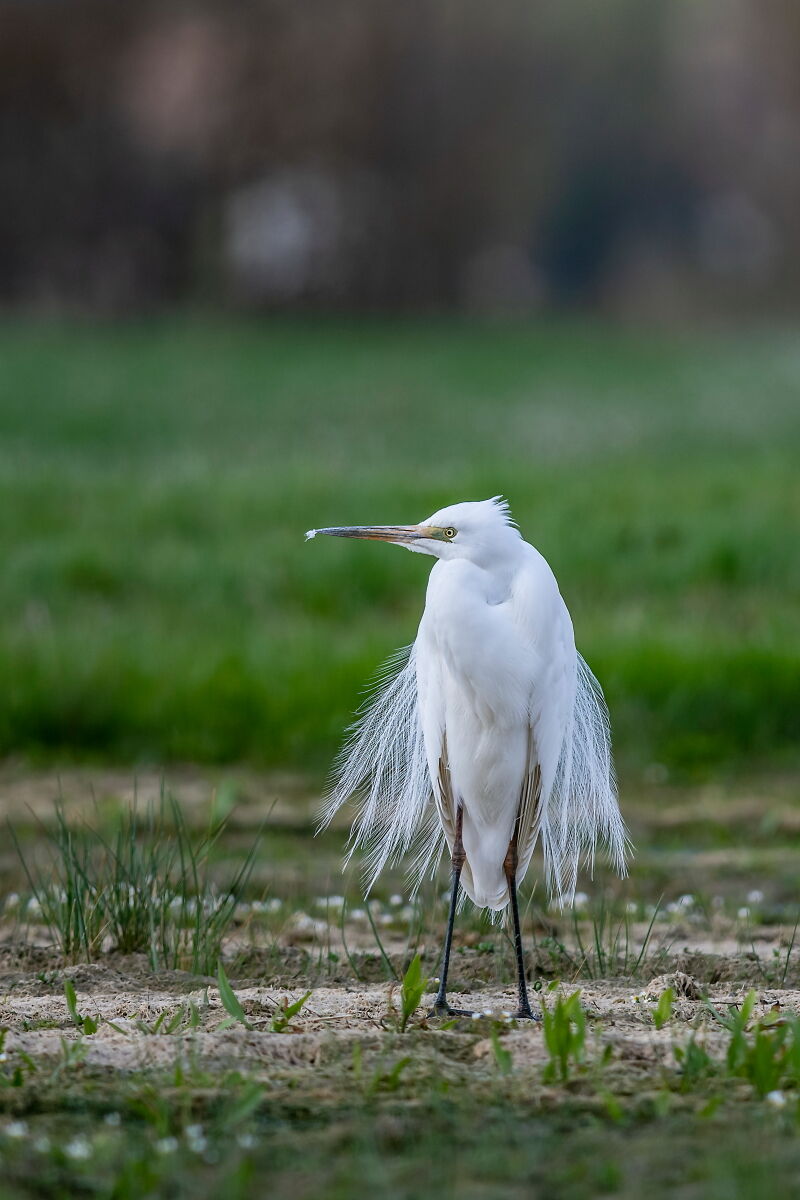 Airone Bianco