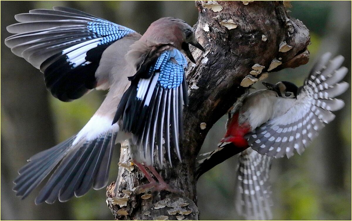 , the Jay and the Big Red woodpeckers,
