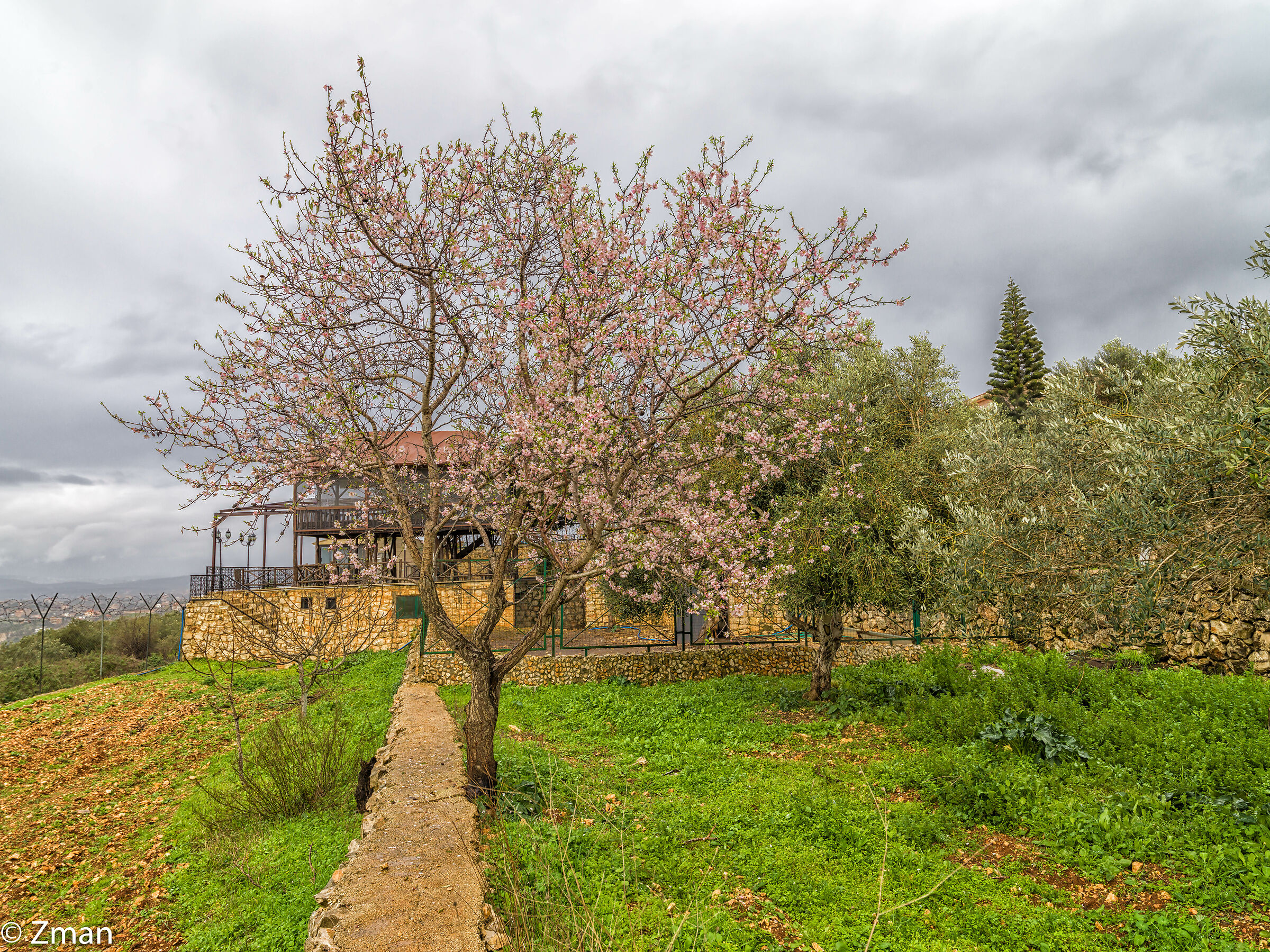 L'albero di mandorla