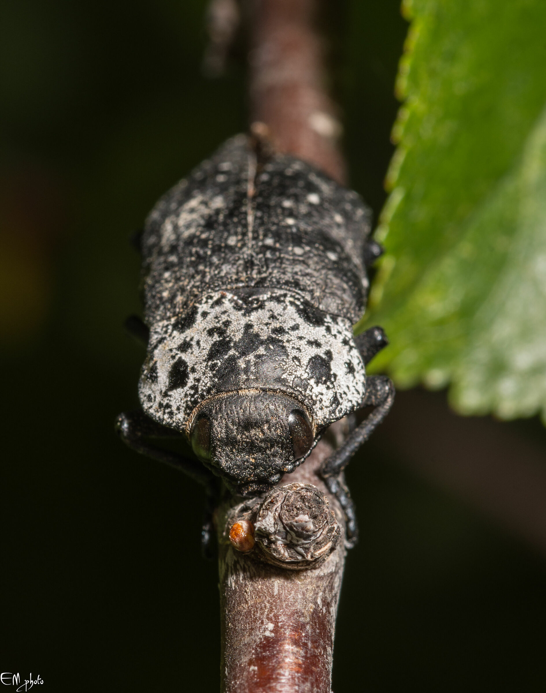 Copnodis tenebrionis