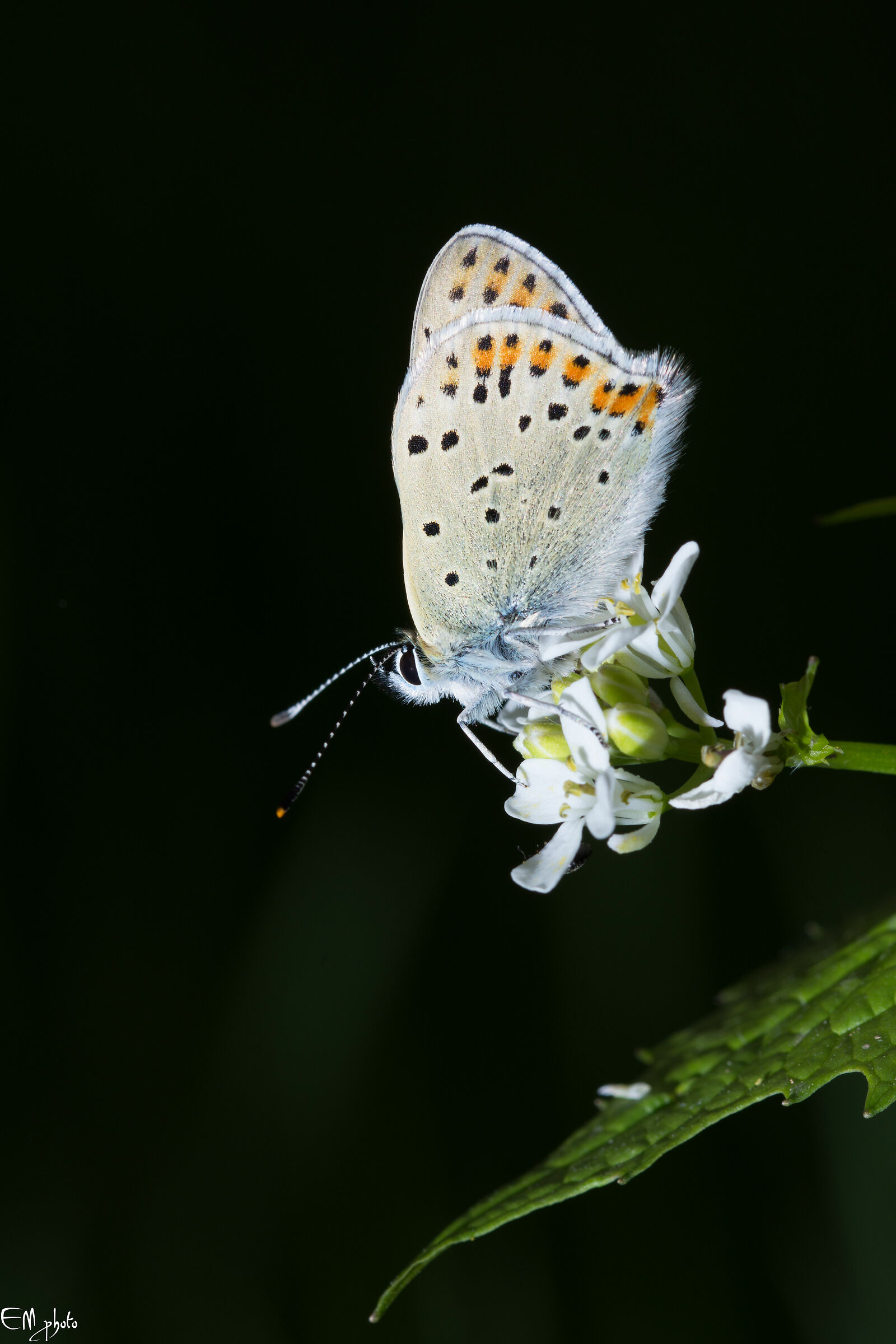 Heodes tityrus femmina