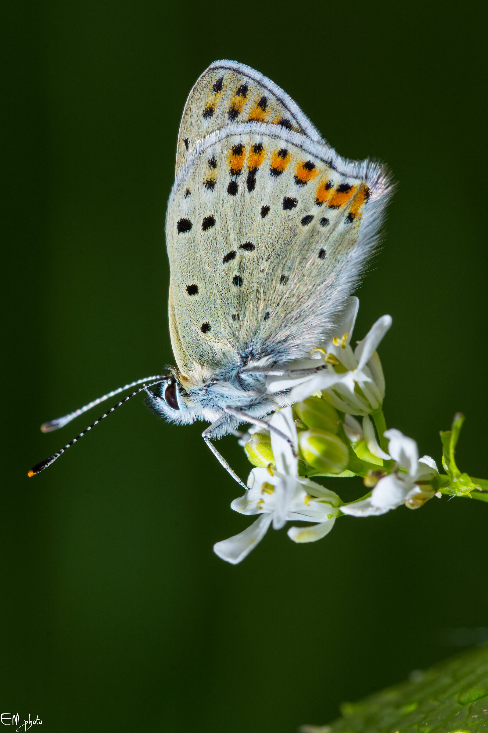 Heodes tityrus femmina