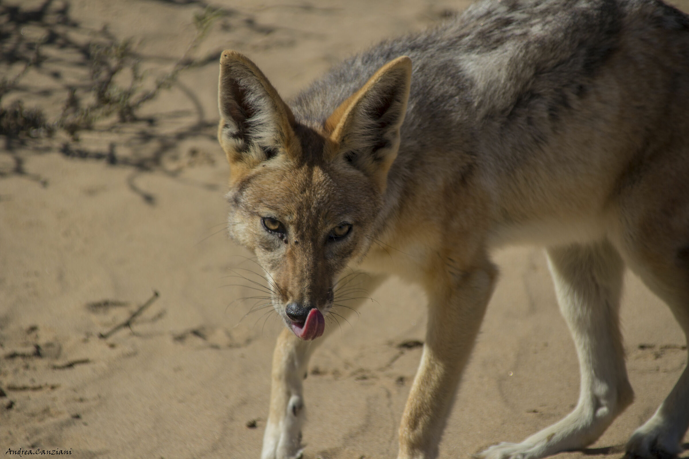 Black-backed jackal 2