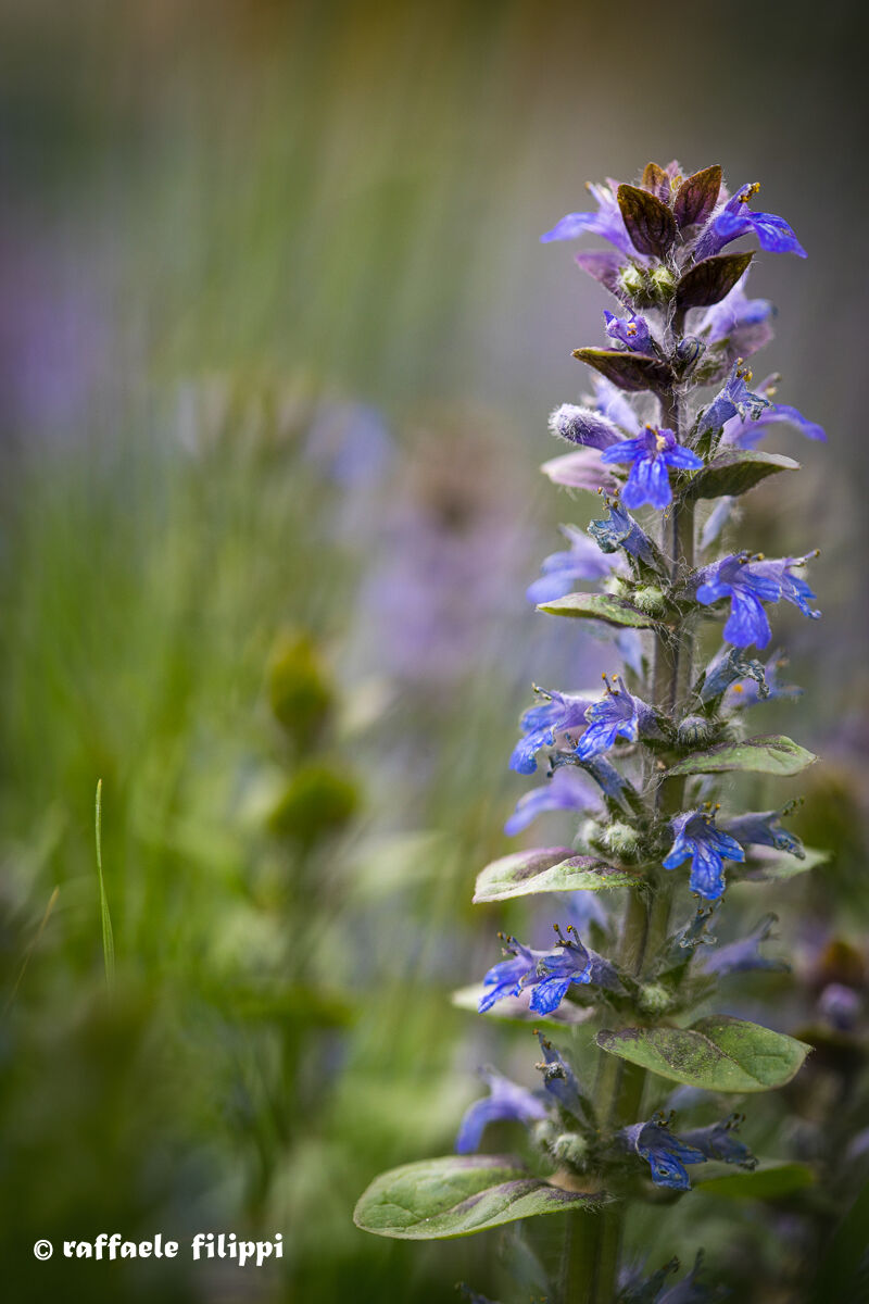 Bugola (Ajuga reptans)
