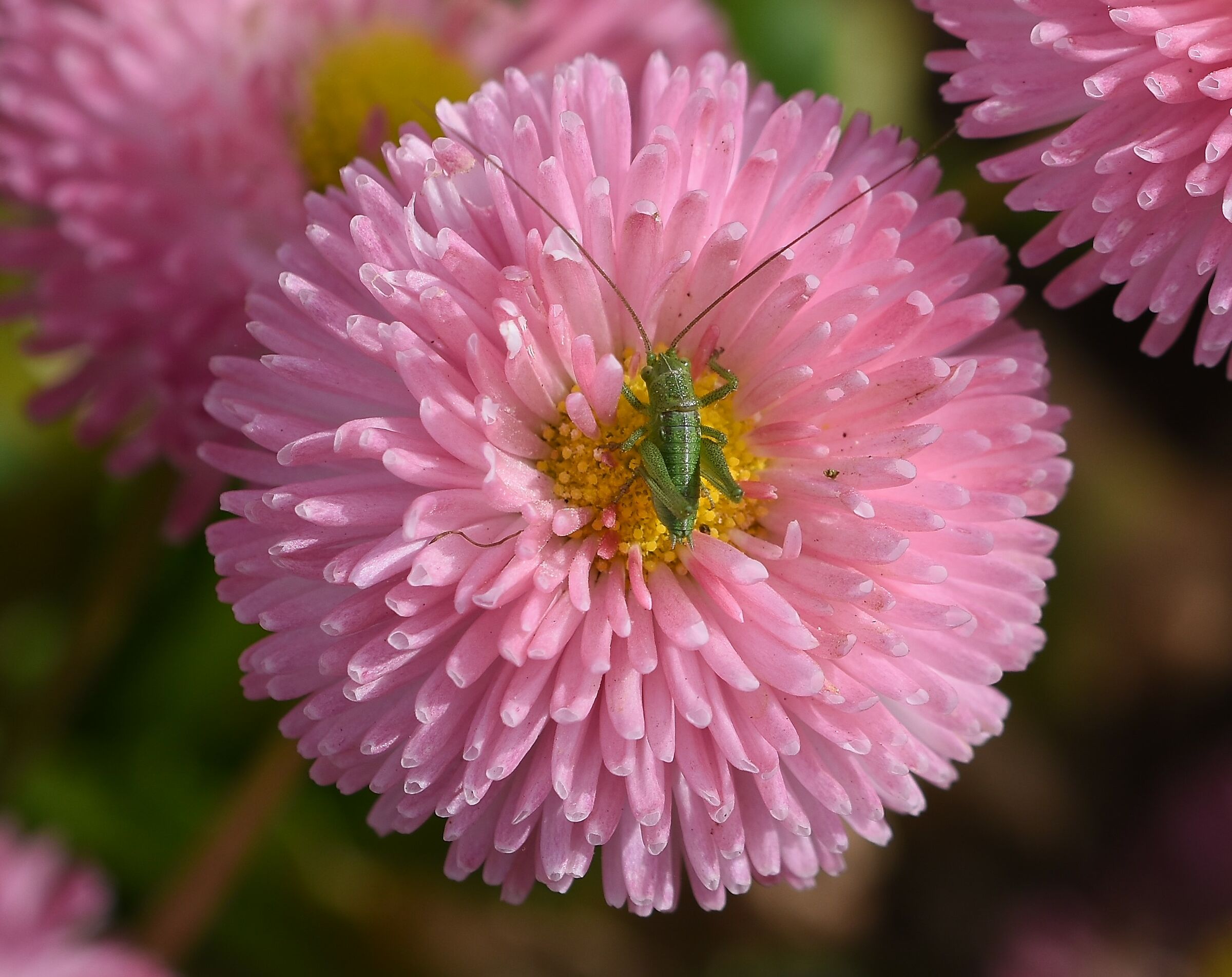 Grasshopper on Flower