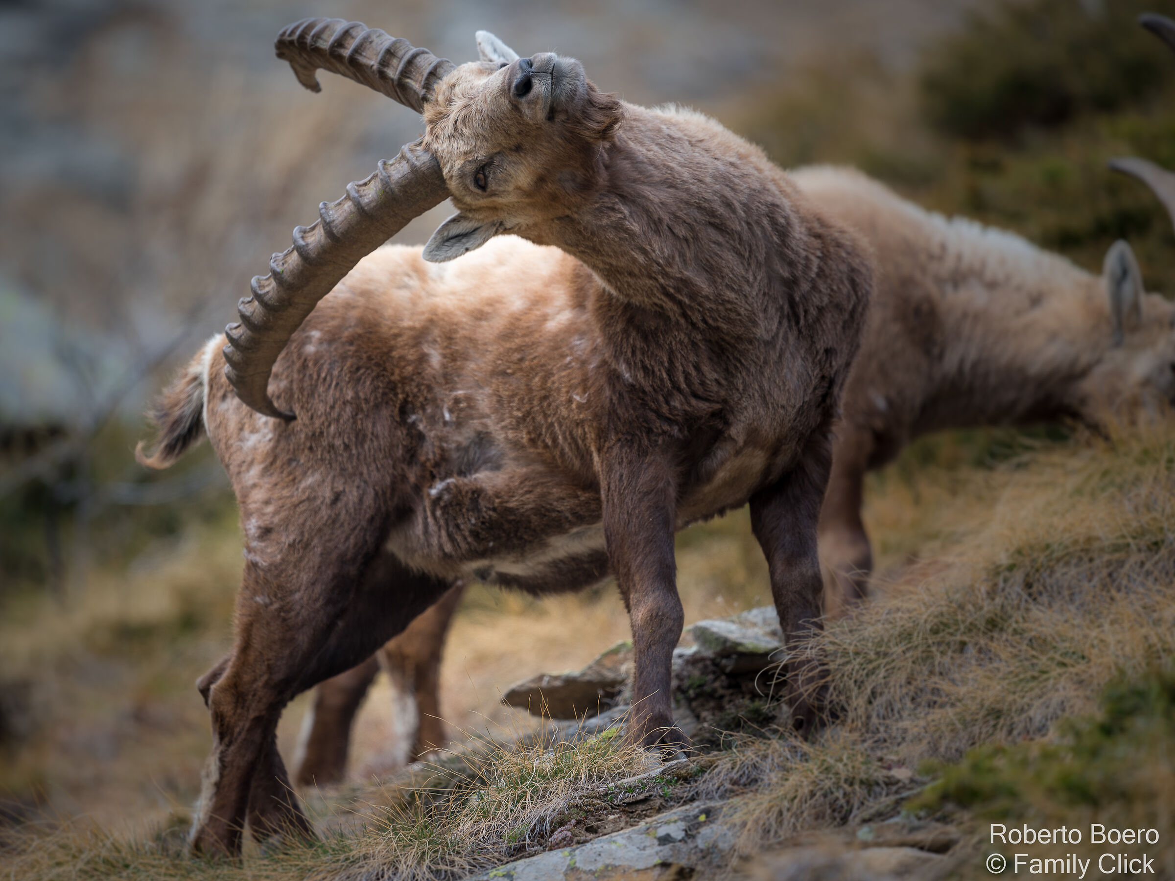 Ibex