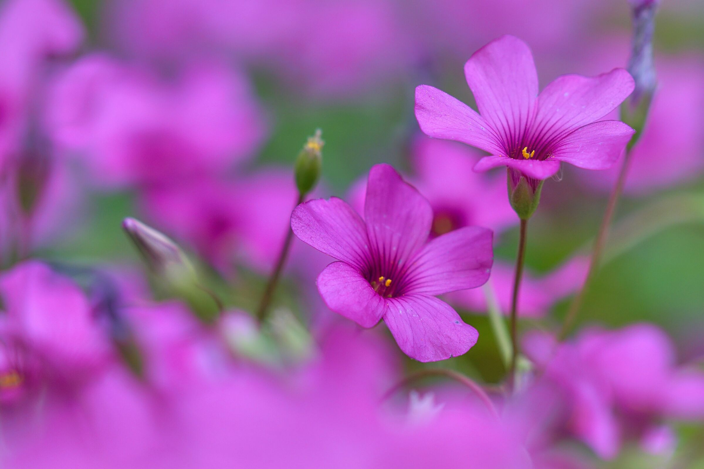 Oxalis