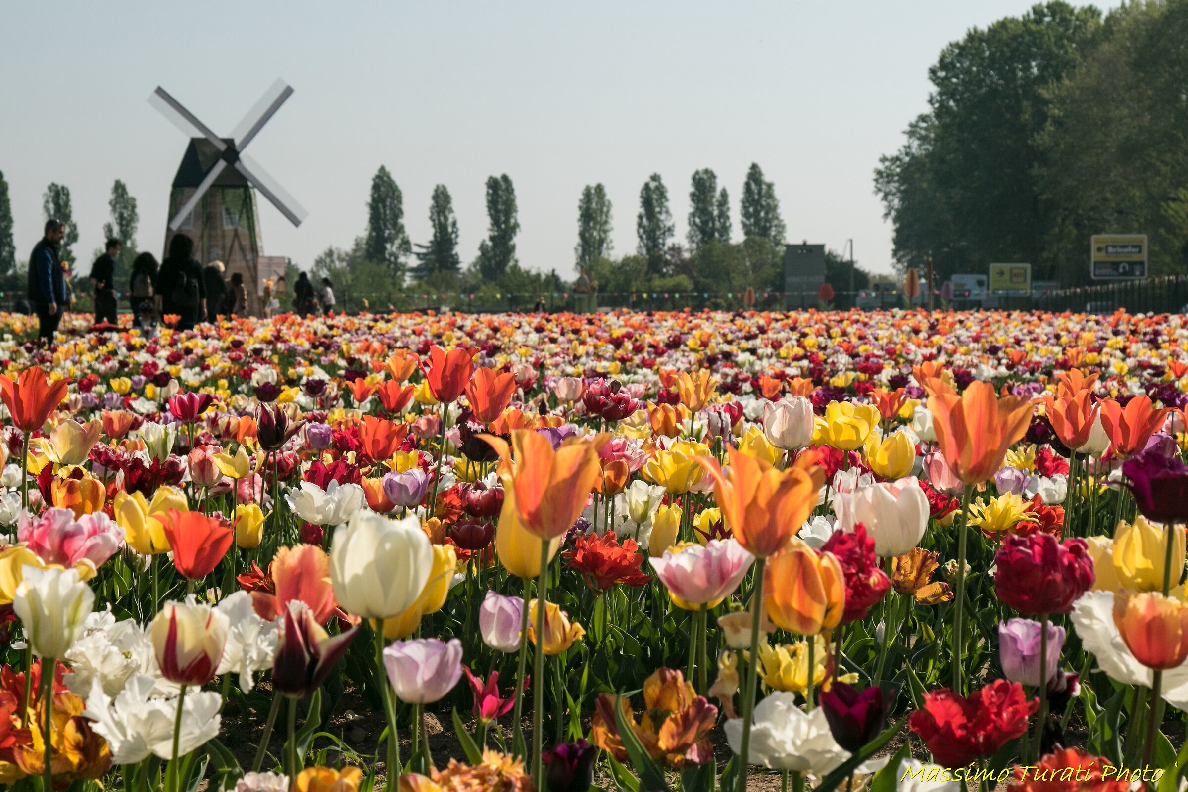 Campo di tulipani a Paderno Dugnano (mi)
