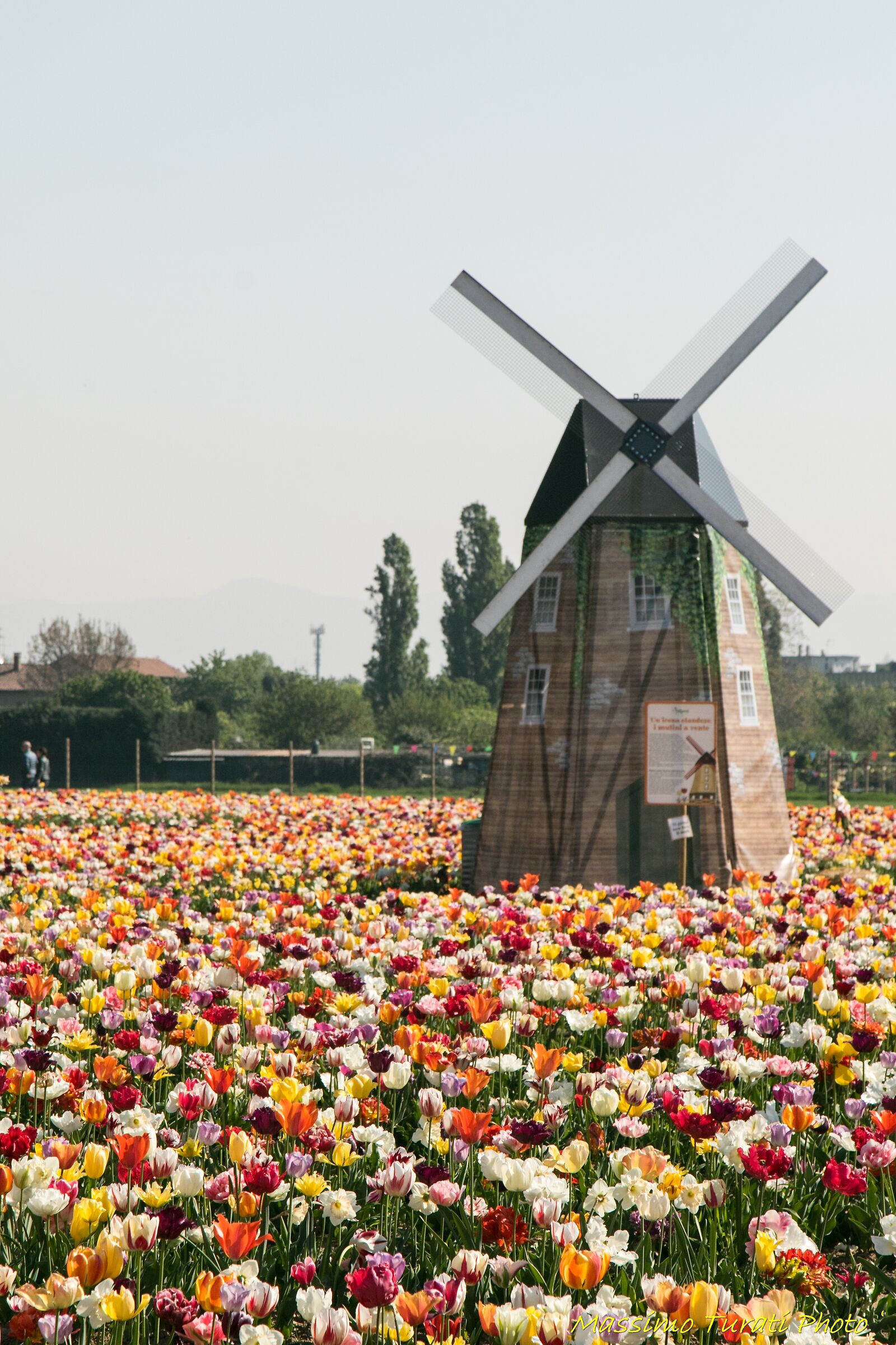 Campo di tulipani a Paderno Dugnano (mi)
