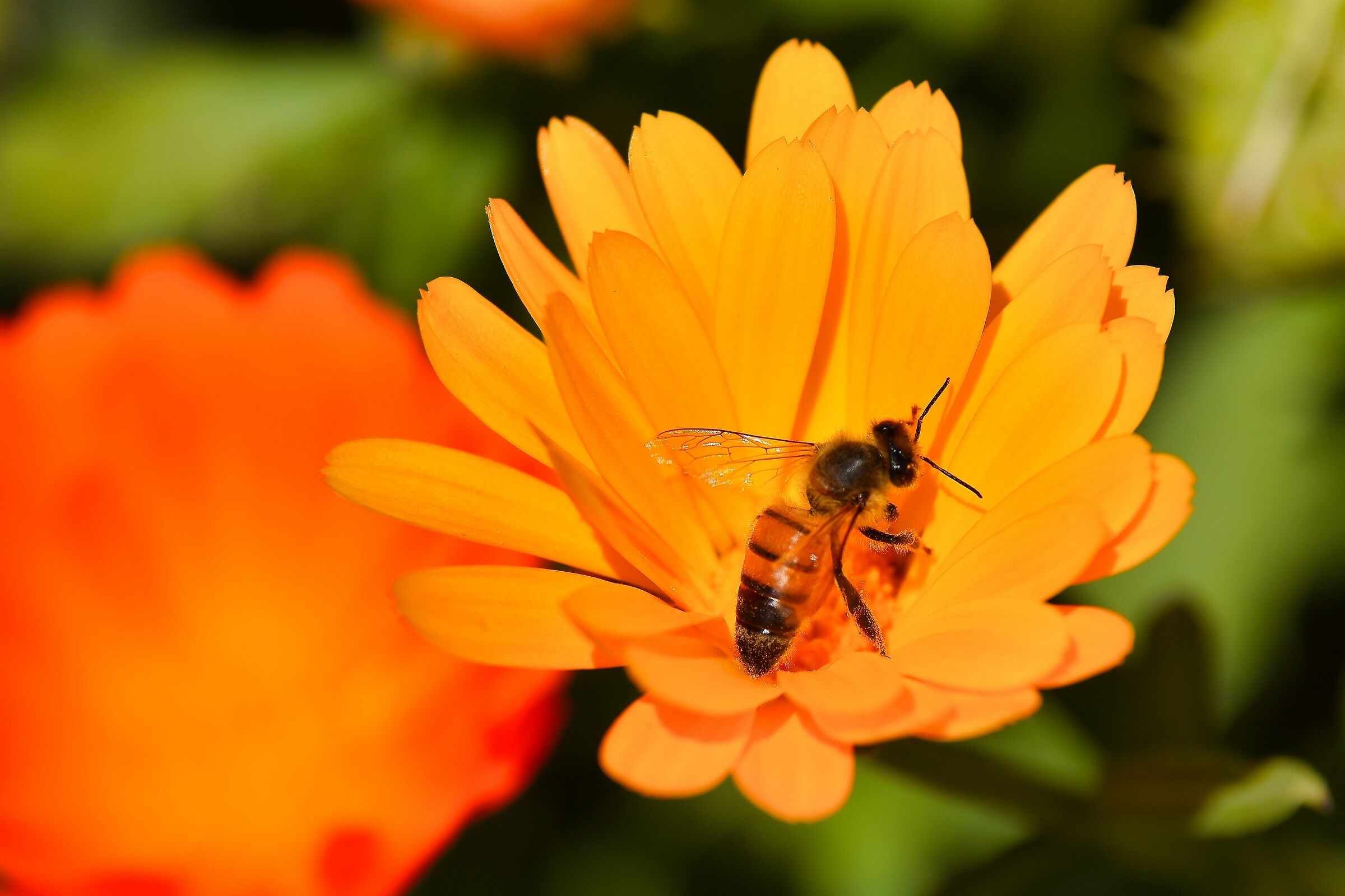 Bee on Calendula