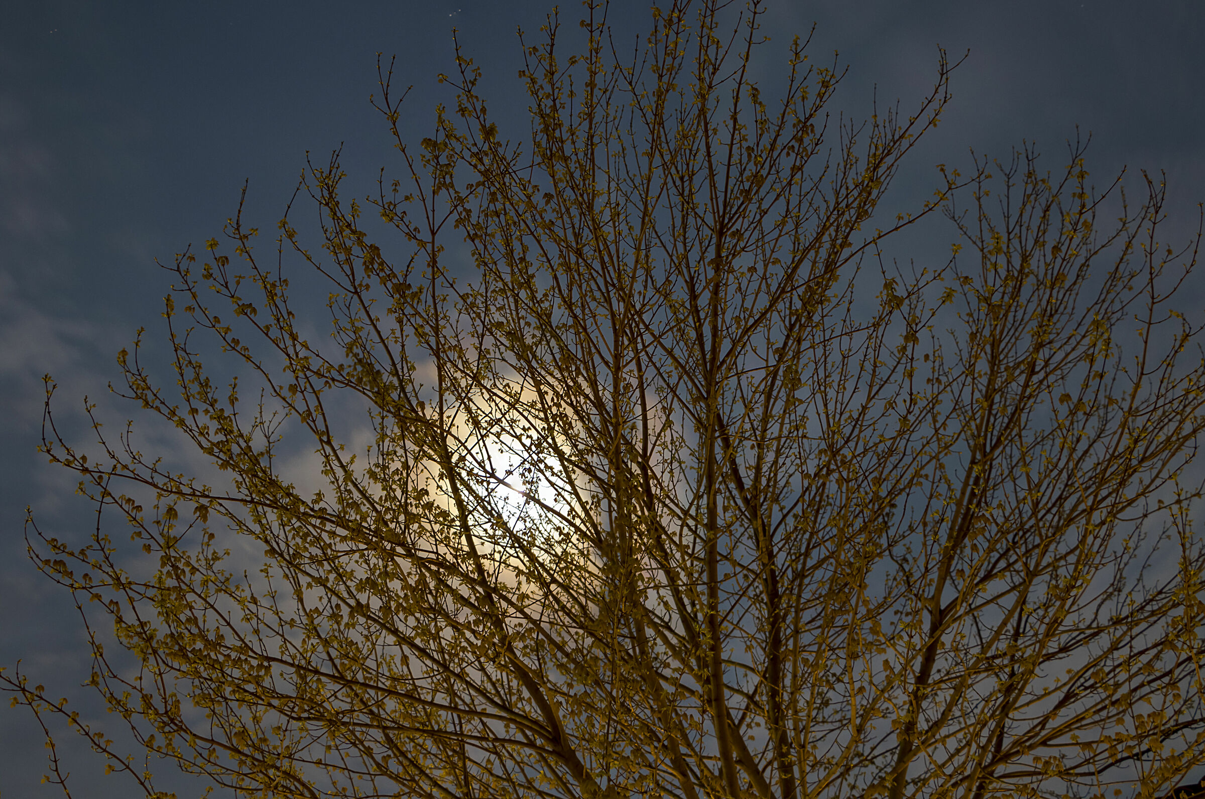 Tree in the Moonlight