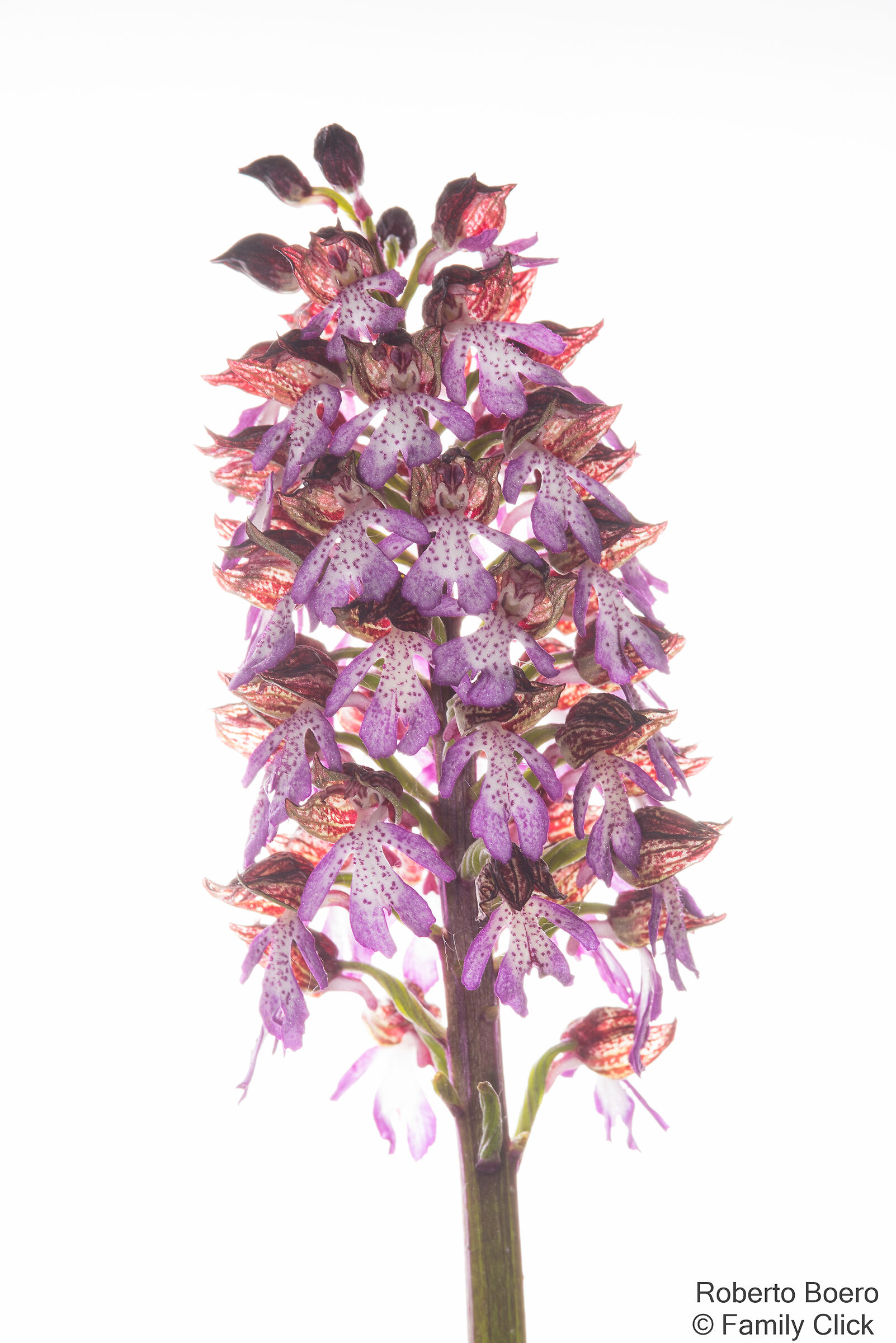 Orchis purpurea