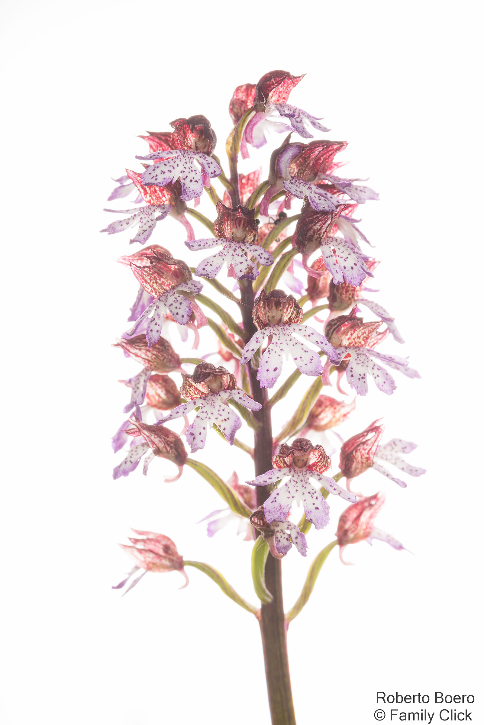 Orchis purpurea