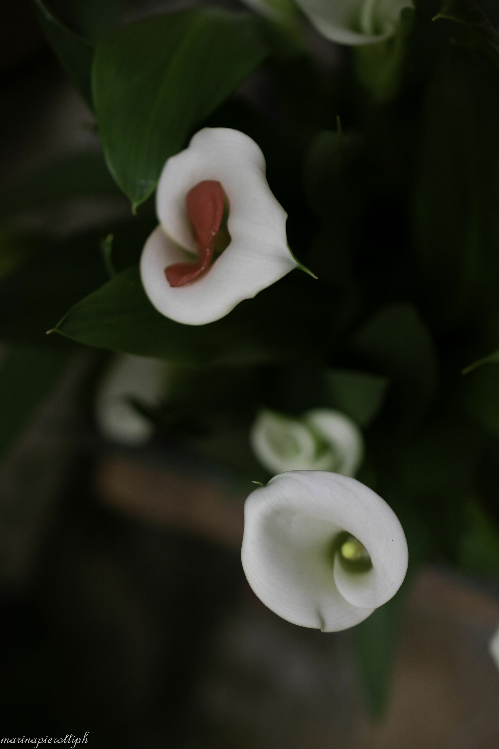 calla con petalo di camelia