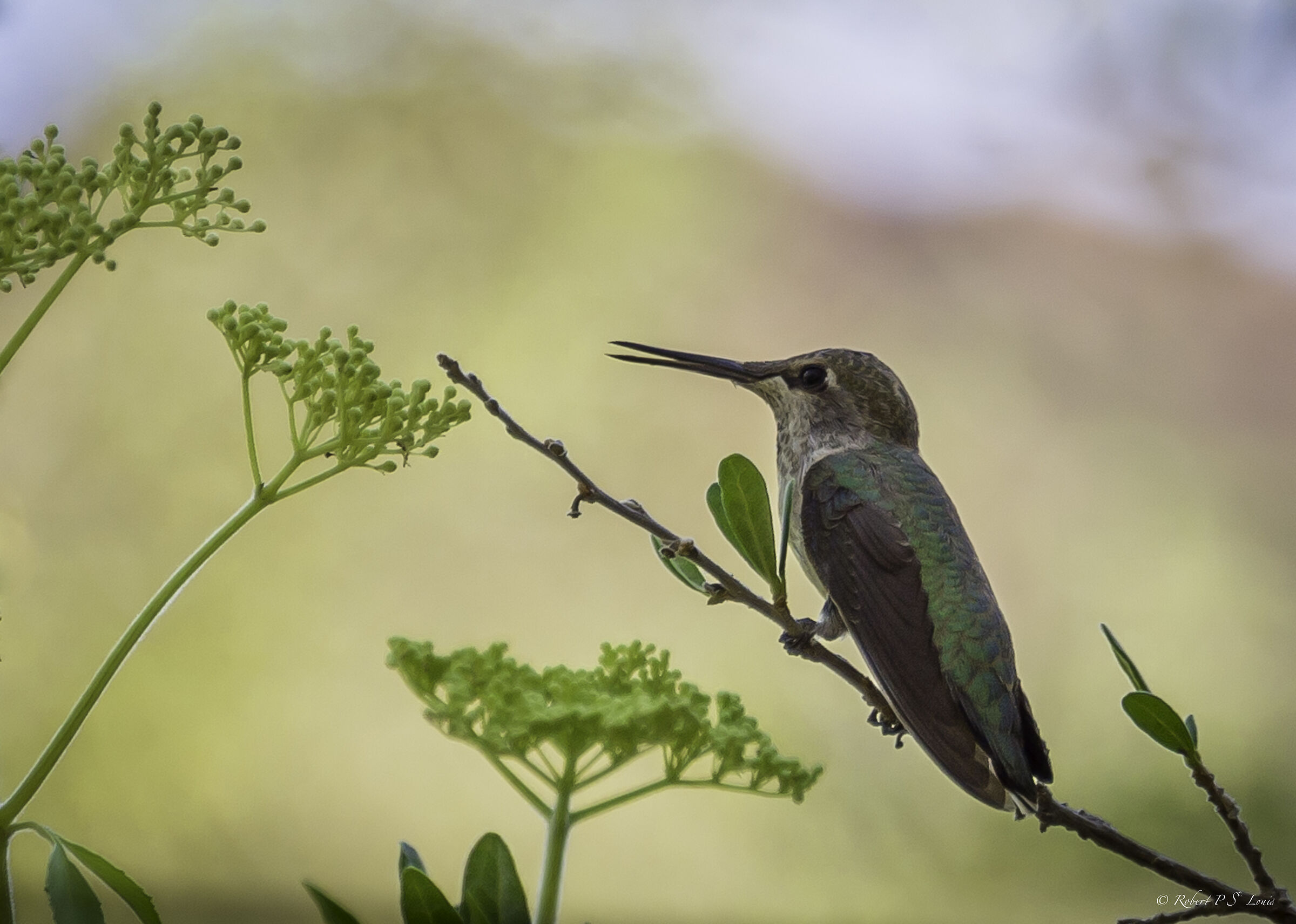 Humming Bird