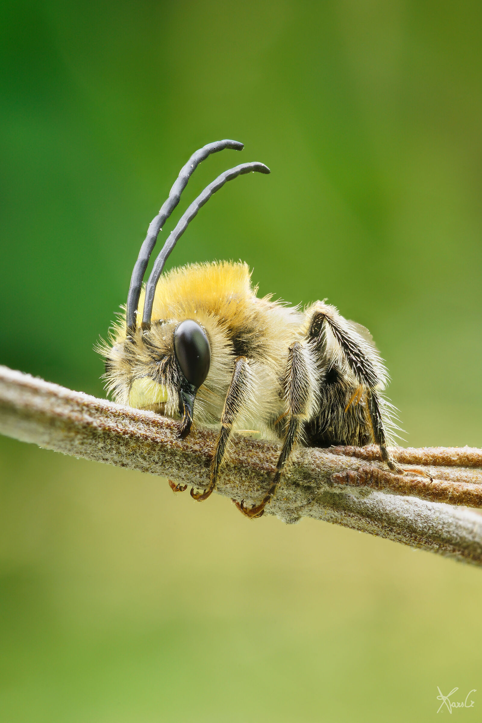 La capricornape, il ritorno