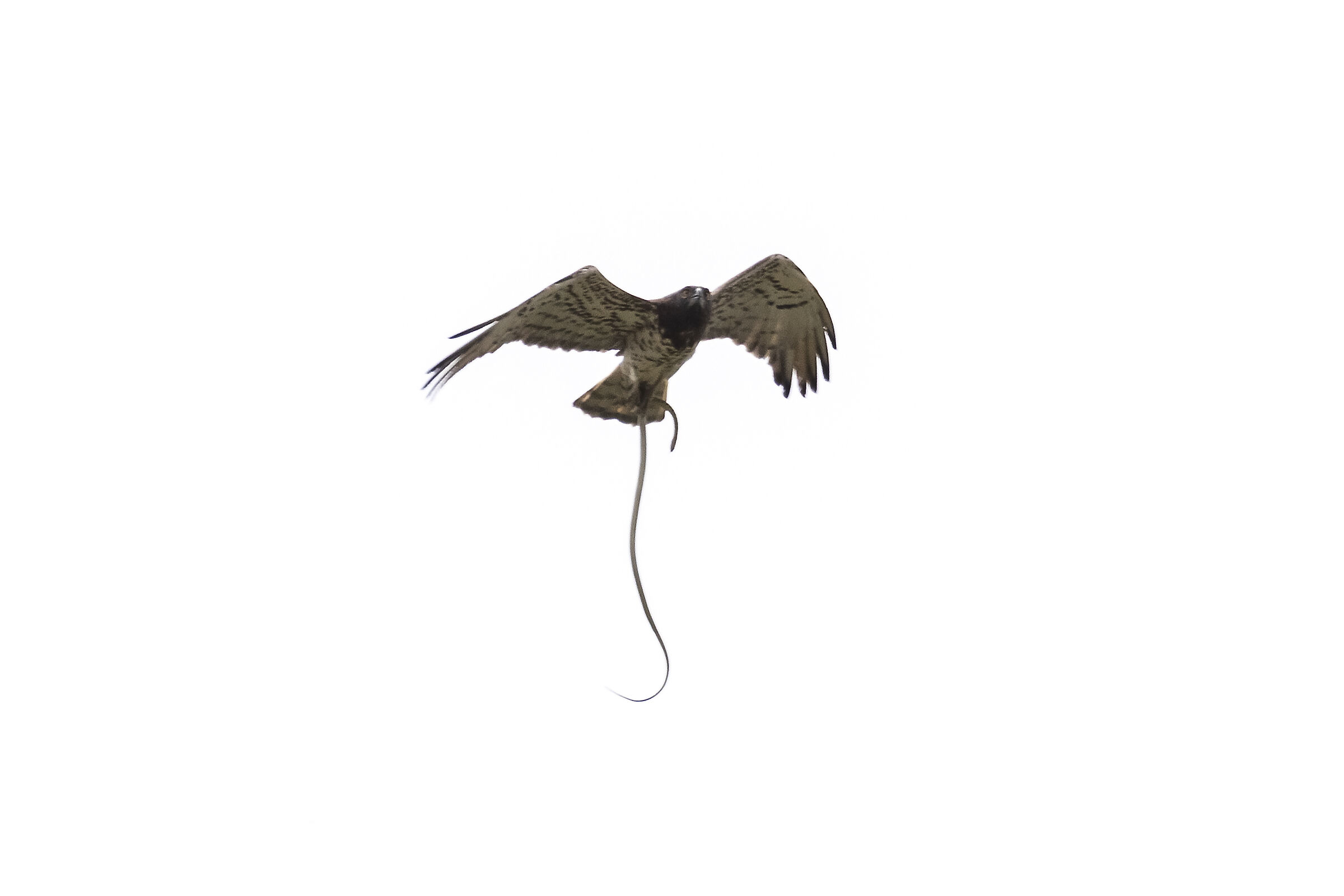 Biancone - Aquila dei Serpenti