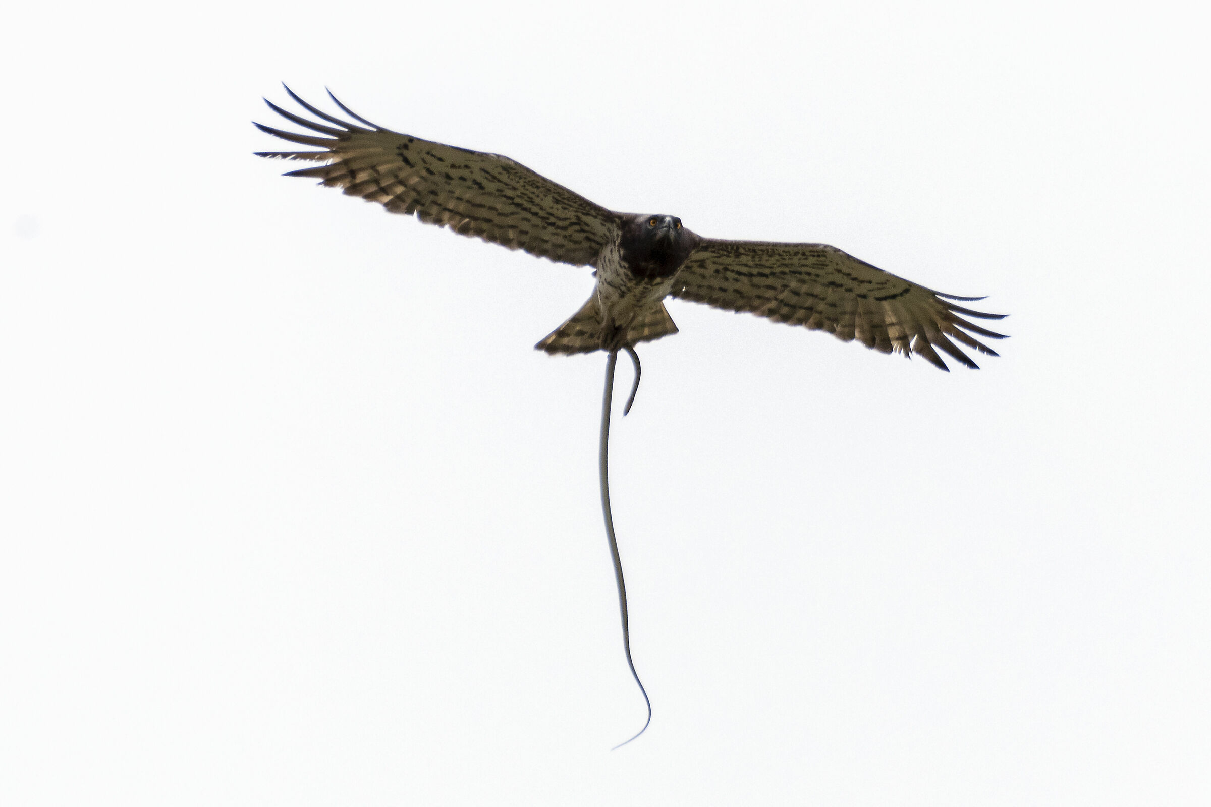 Biancone - Aquila dei Serpenti