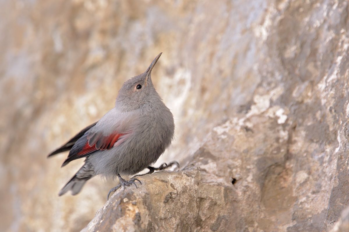 Picchio muraiolo Juv.