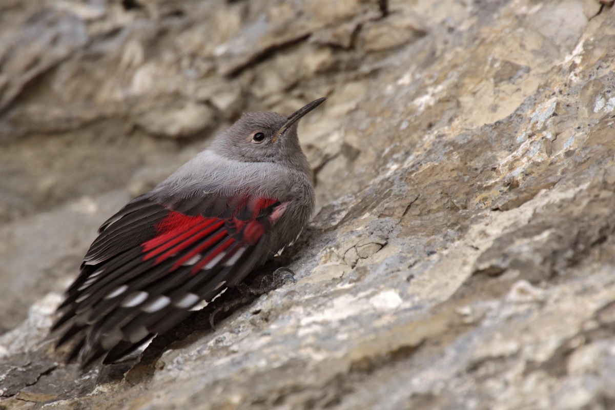 Picchio muraiolo Juv.