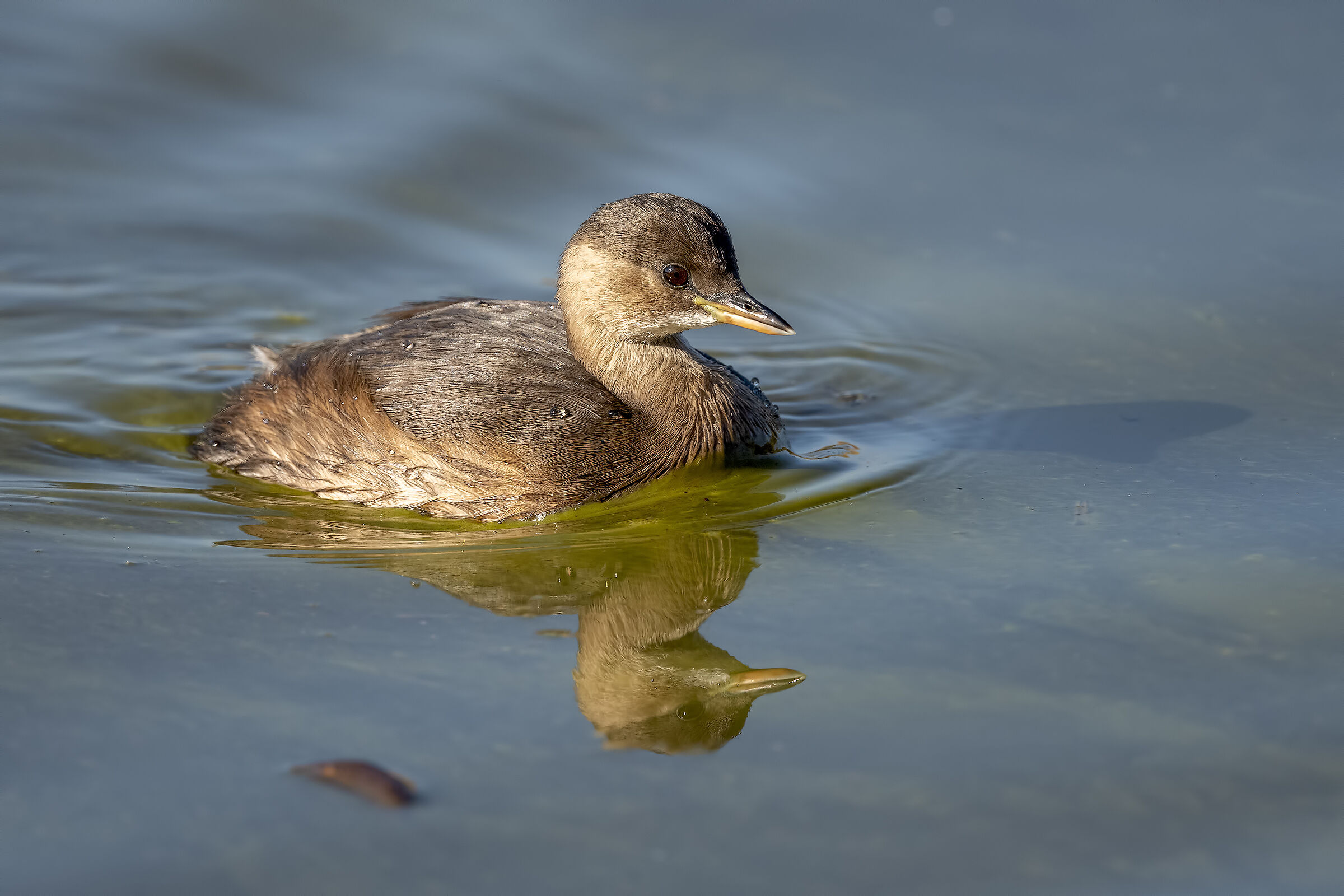 Little Grebe