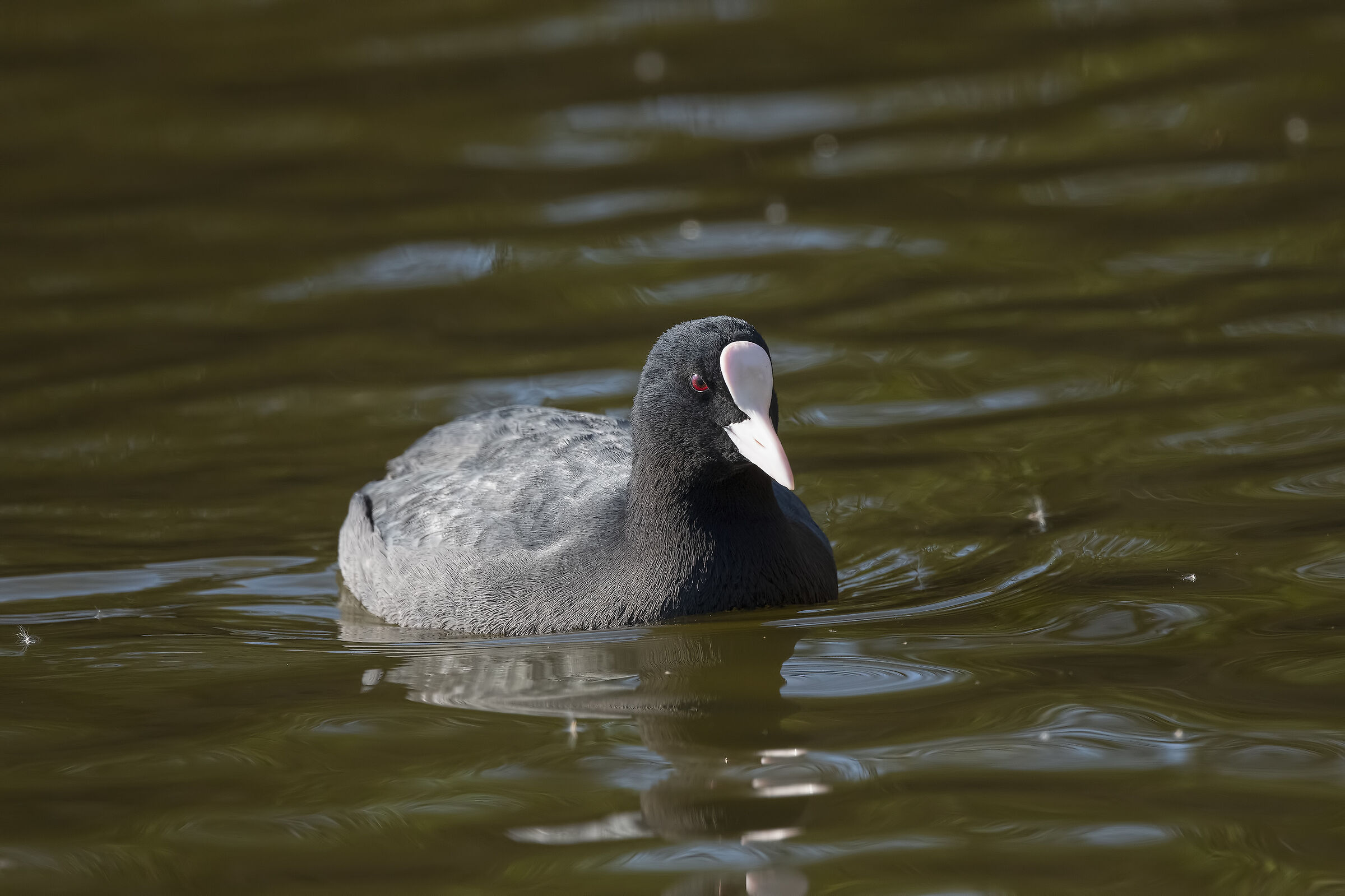 Coot