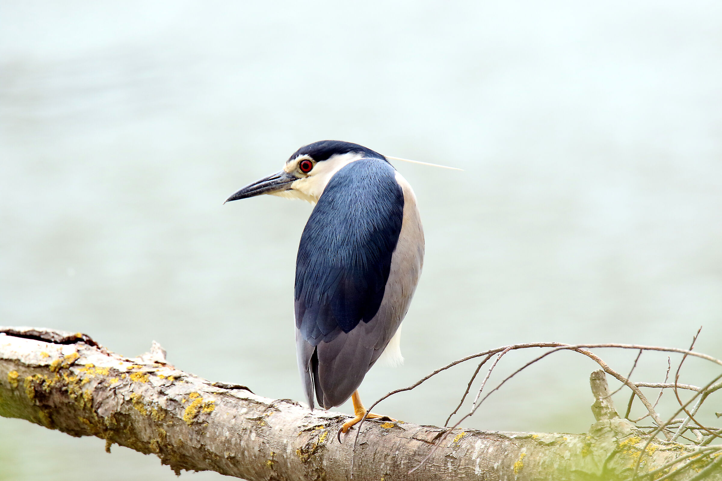 Nitticora (Nycticorax Nycticorax)