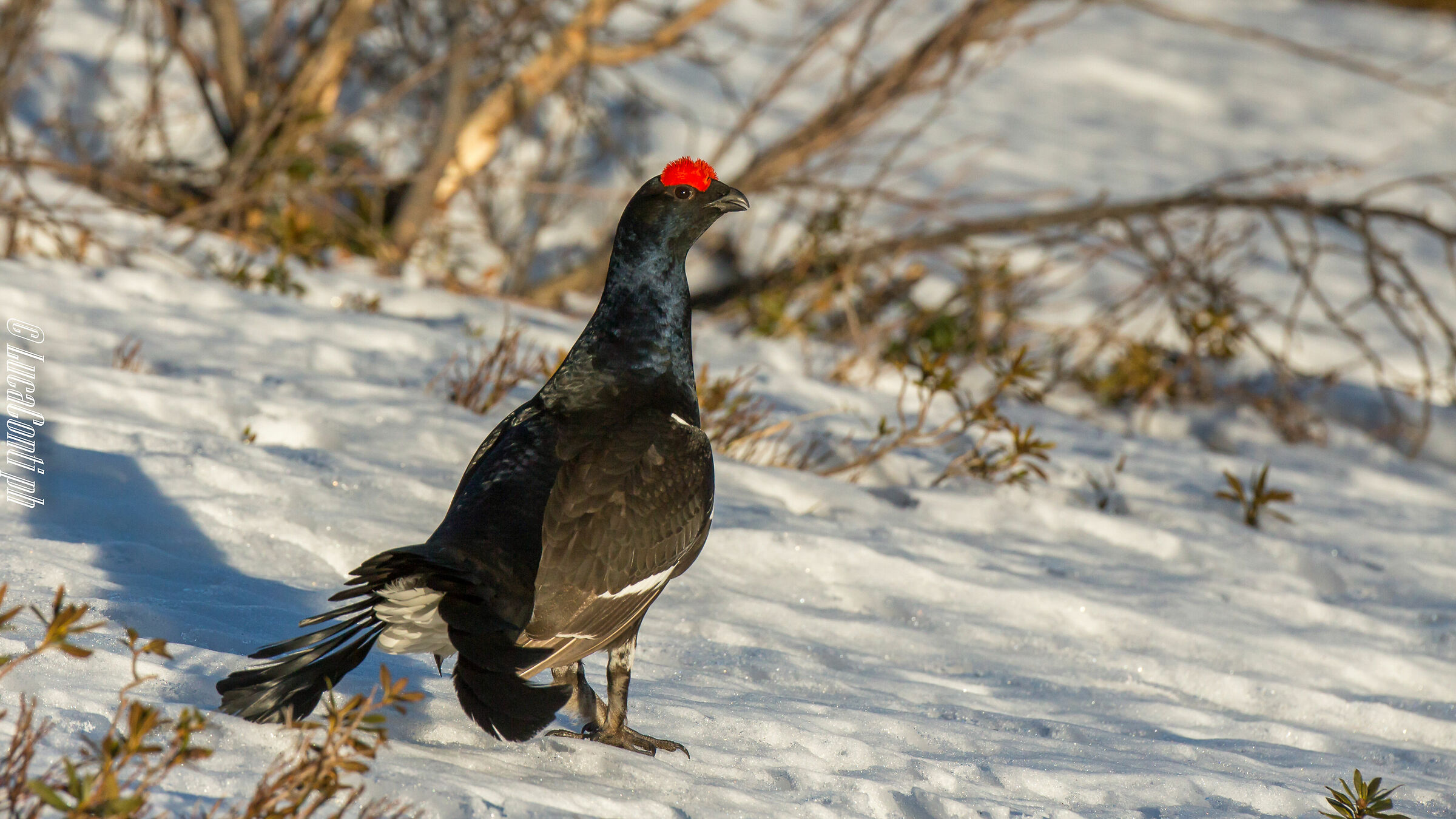 Gallo Forcello (Tetrao Tetrix) Valsassina LC