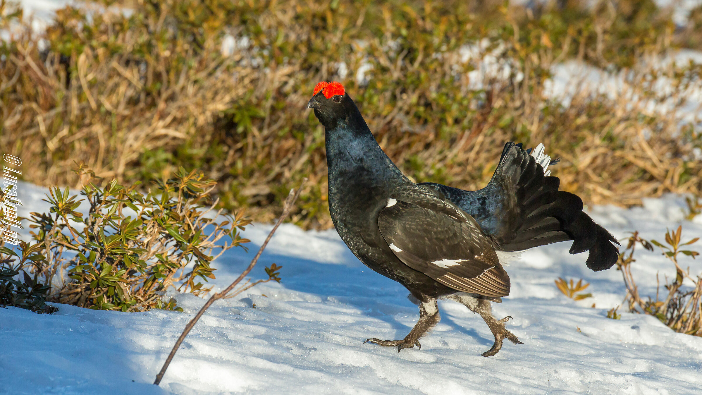 Gallo Forcello (Tetrao Tetrix) Valsassina LC