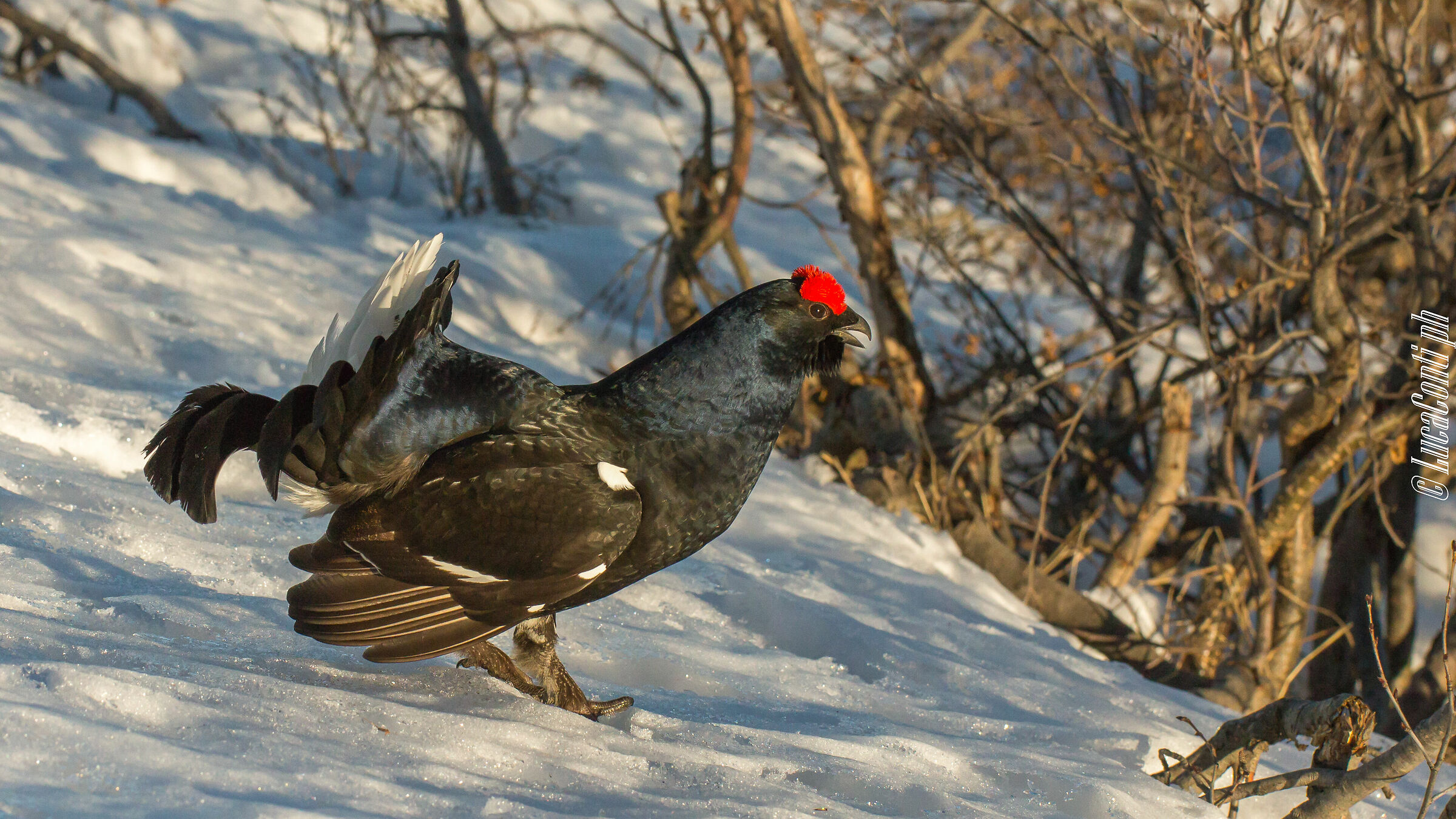 Gallo Forcello (Tetrao Tetrix) Valsassina LC
