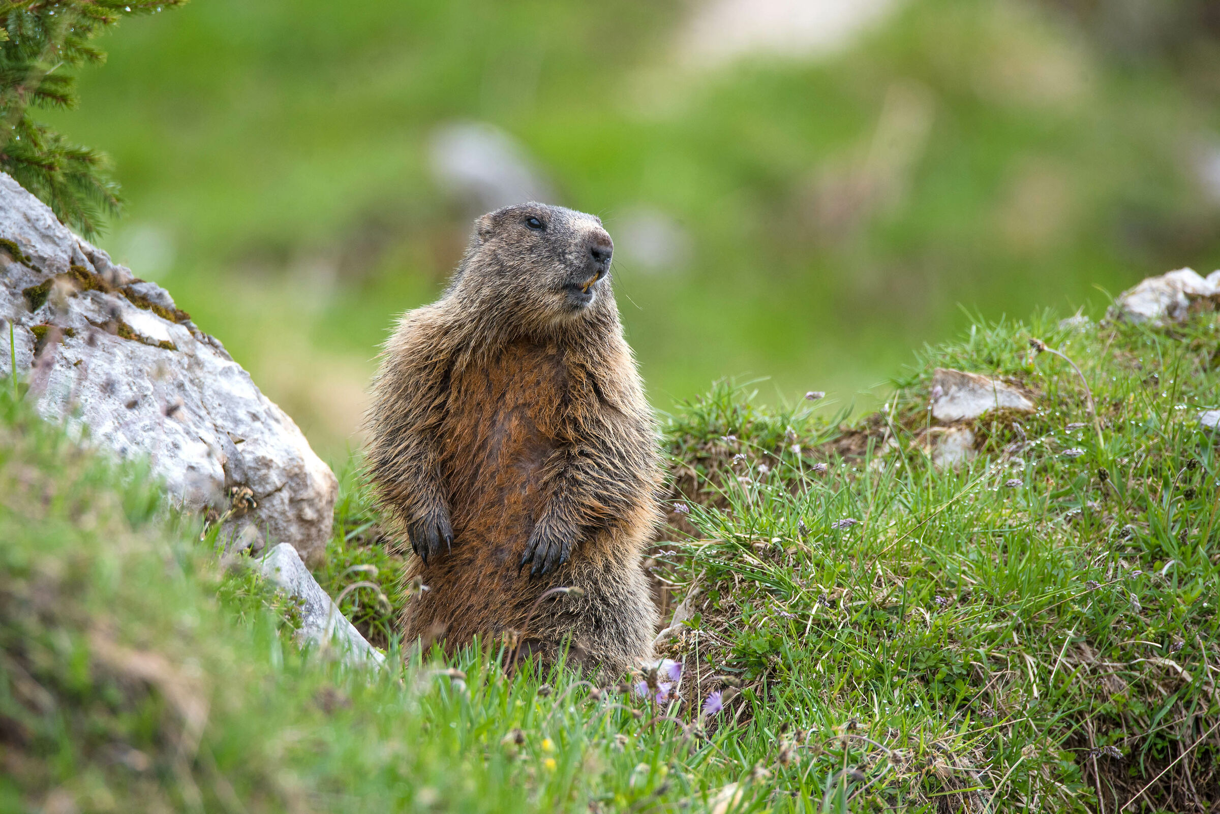 Marmot