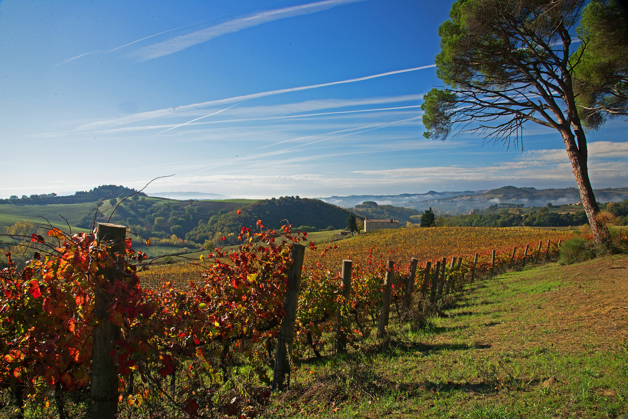 Between the rows of Montelabate