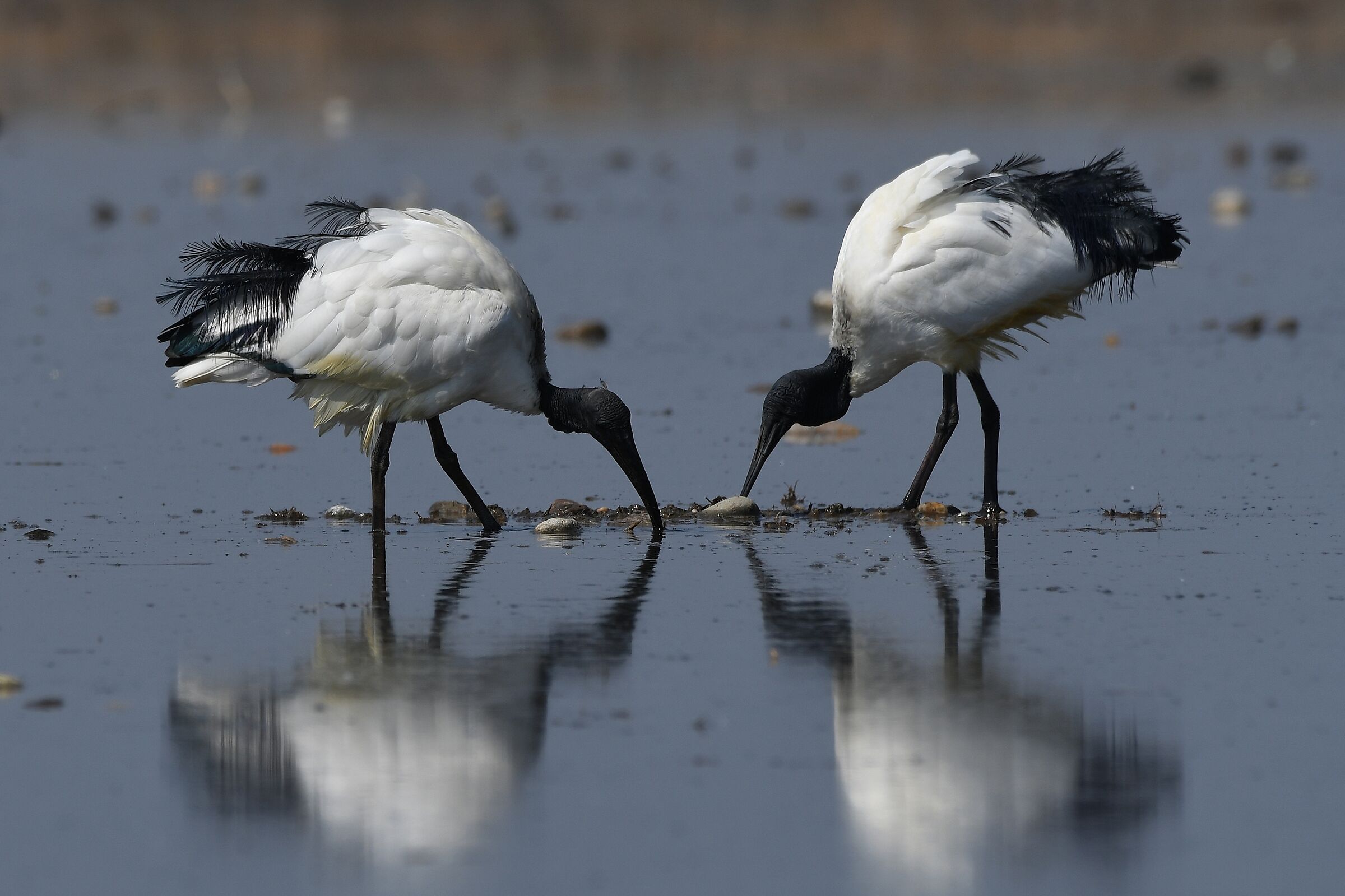Threskiornis aethiopicus