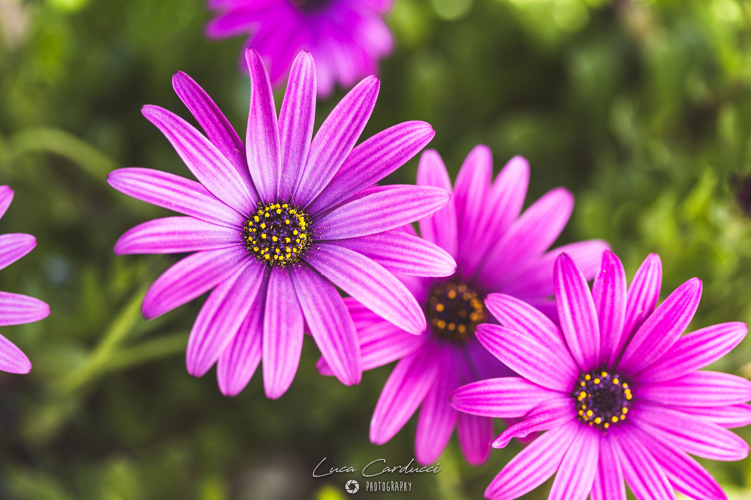 African Daisy