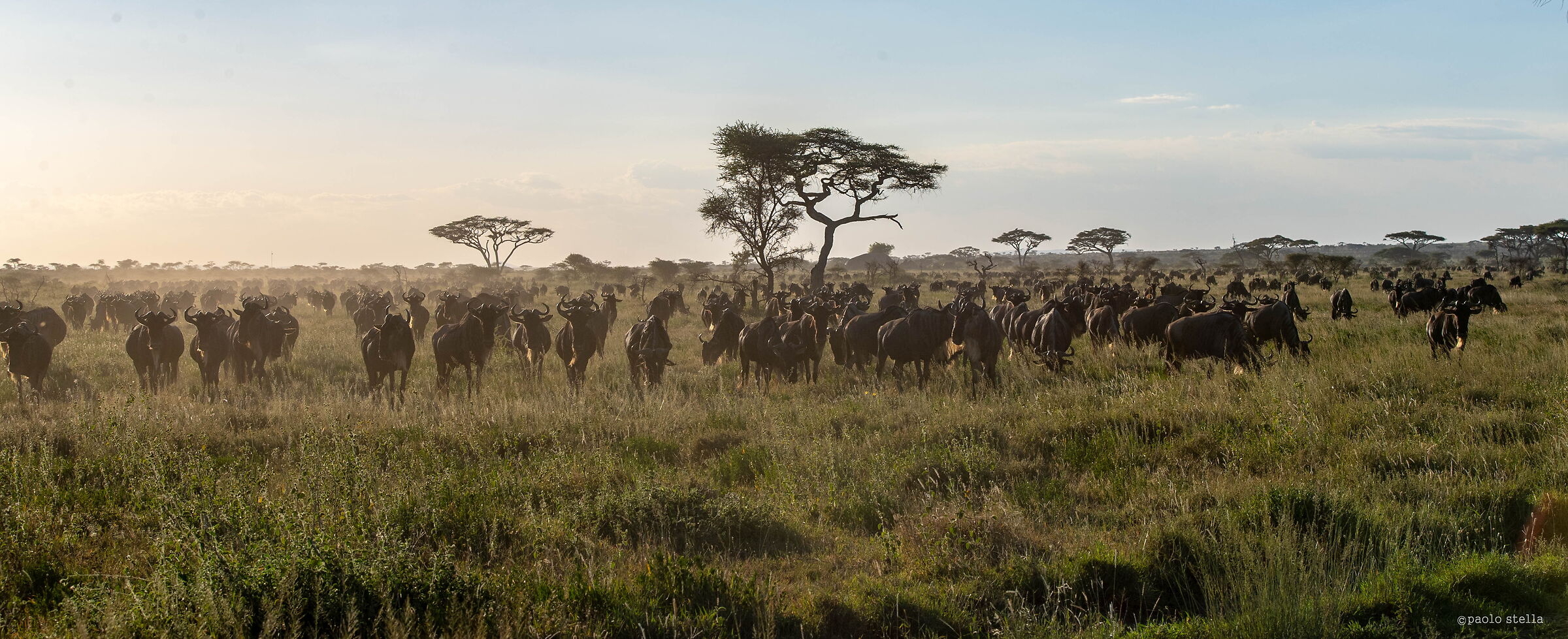 la migrazione nel Serengeti