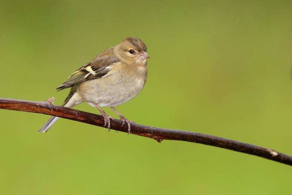 Chaffinch in the rain