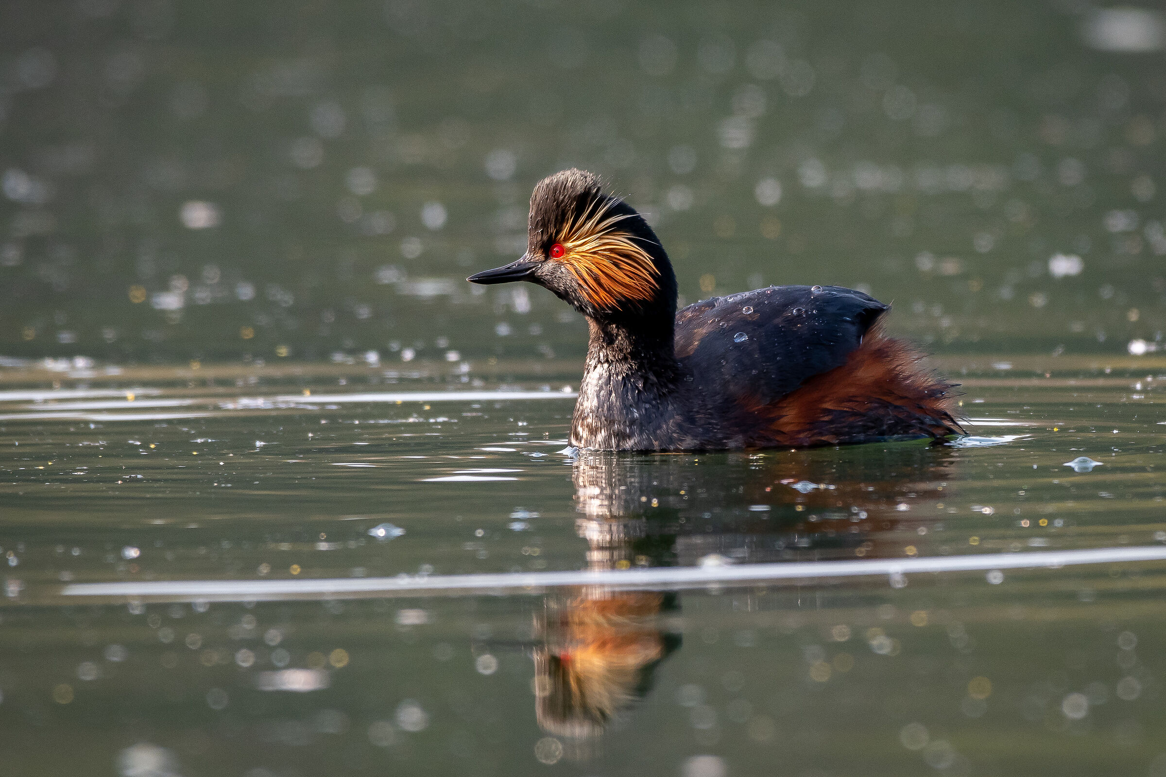 Black-necked Grebe