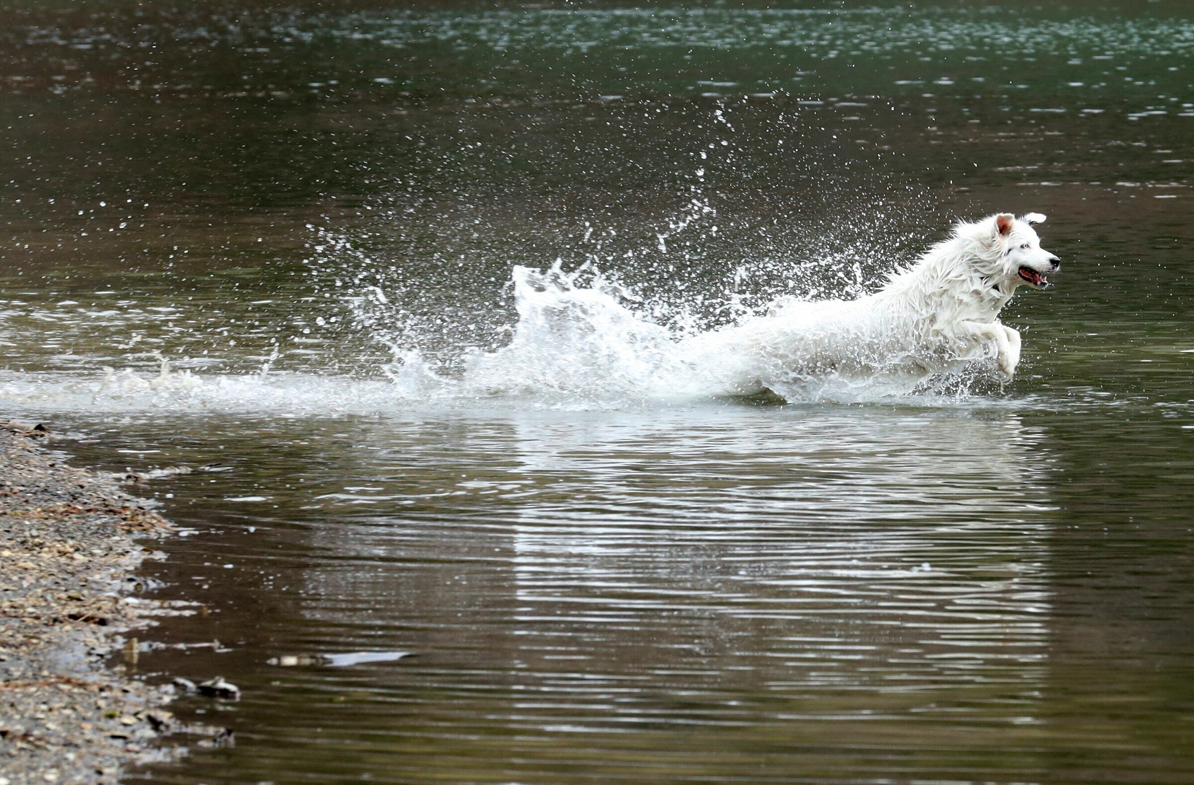 Candida come la Neve