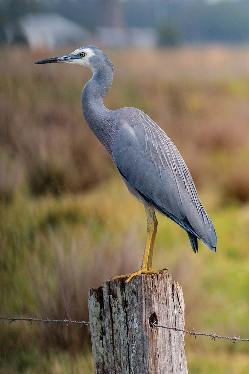 White faced Heron