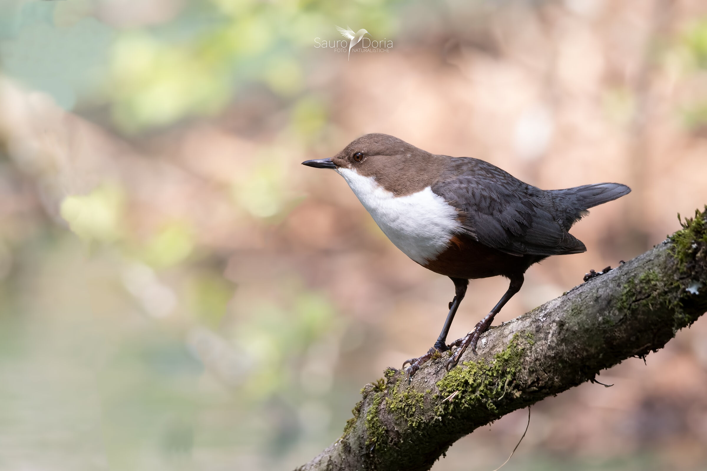 Dipper-Gularis Aquaticus