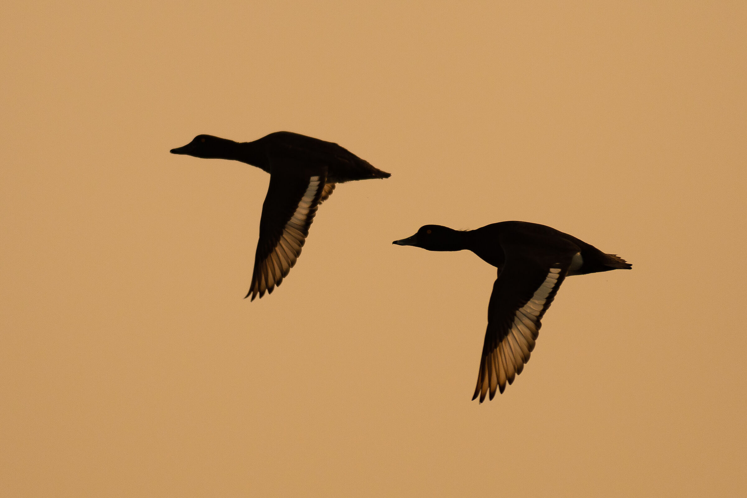 Tufted Ducks (Aythya fuligula)