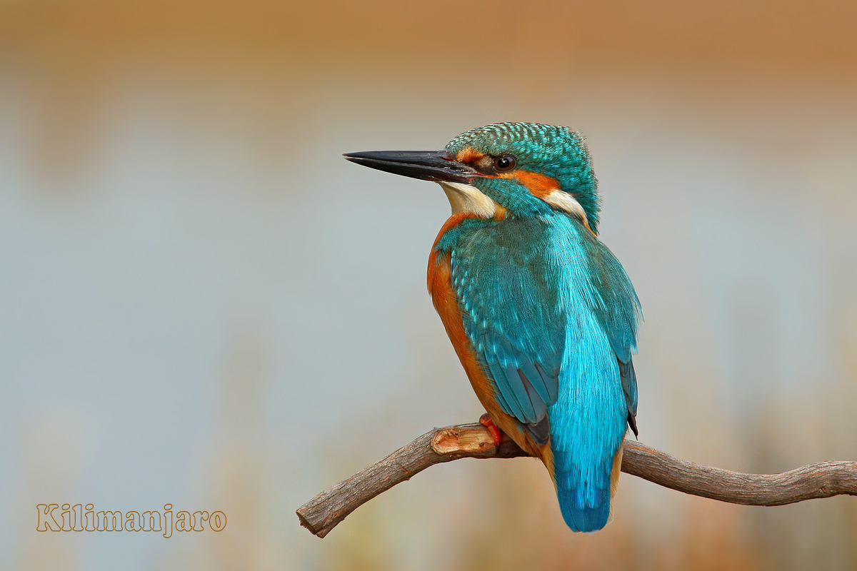 Martin pescatore (Alcedo atthis)