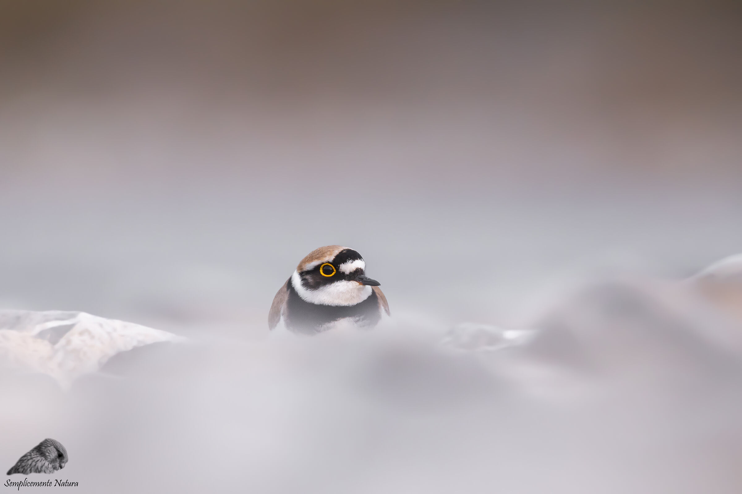 Small Courier (Charadrius Dubius)